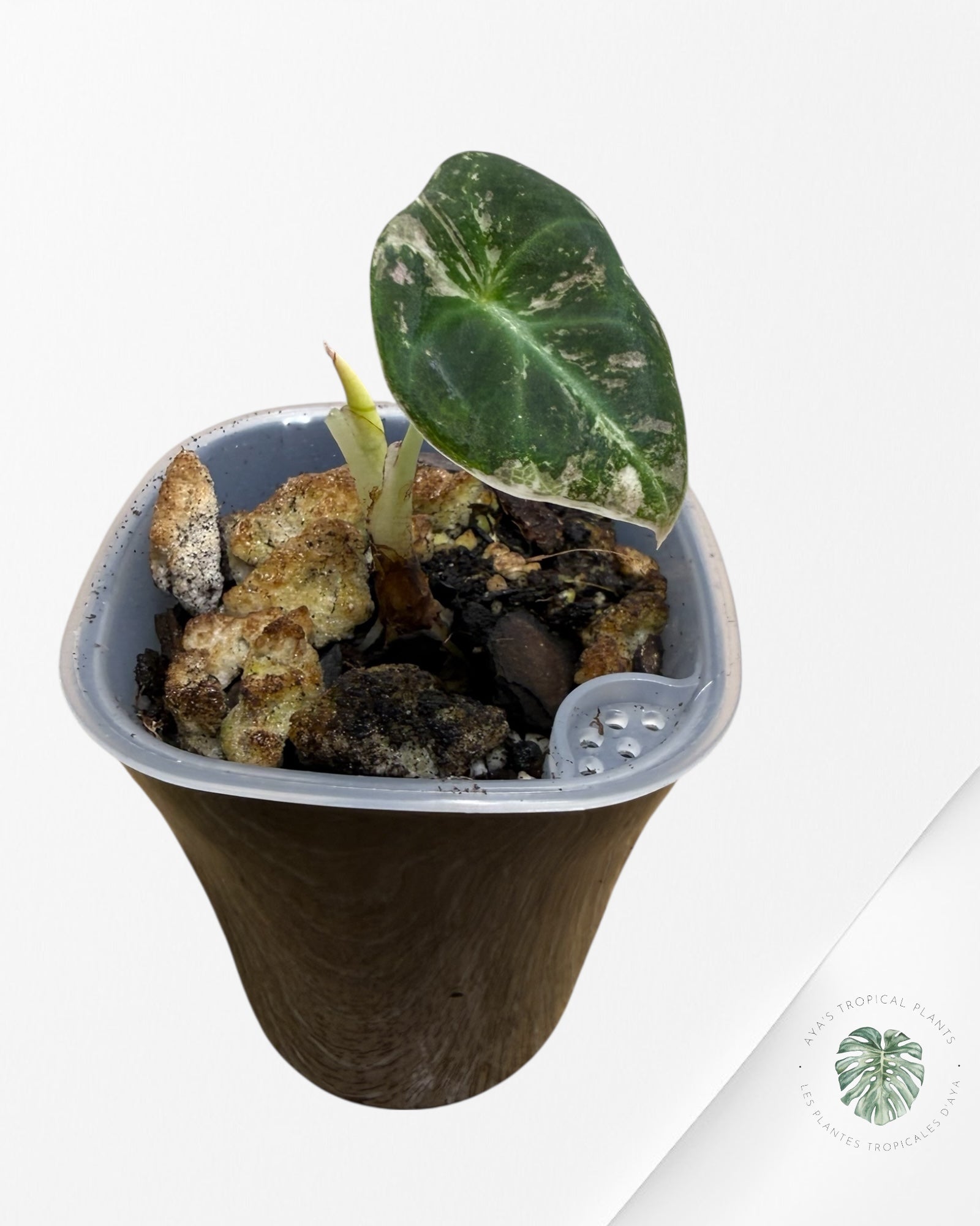 Alocasia Black Velvet Pink Variegated