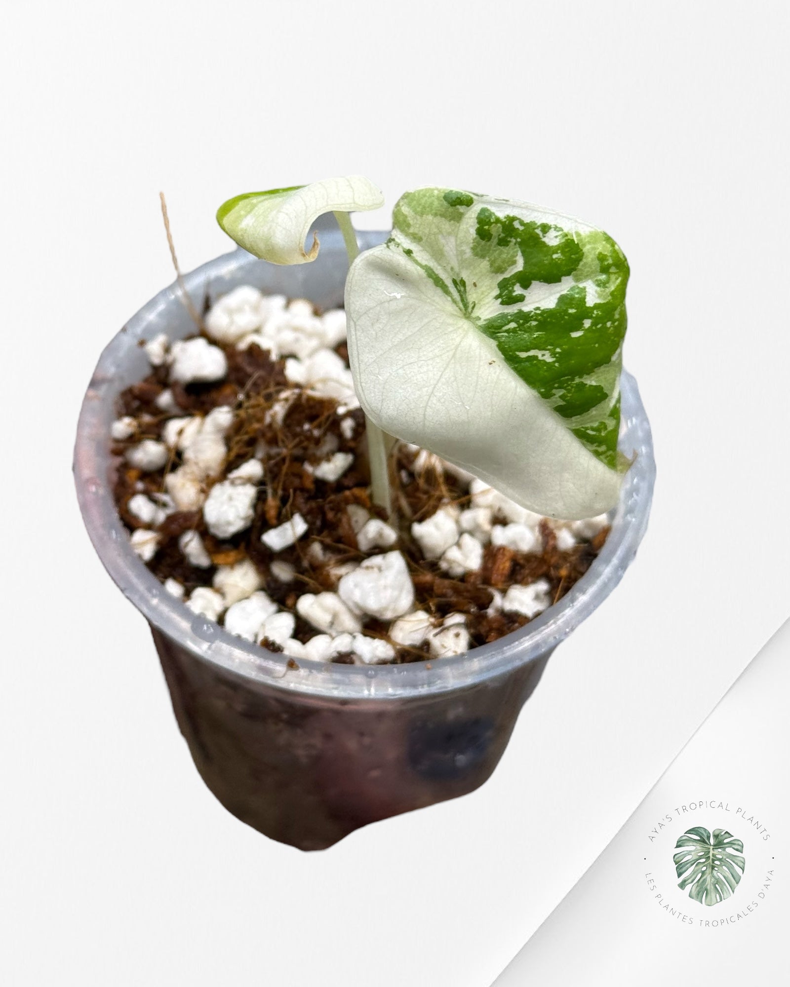 Alocasia Black Velvet Pink Variegated | Rare TC Plant| Aya's Tropical Plants