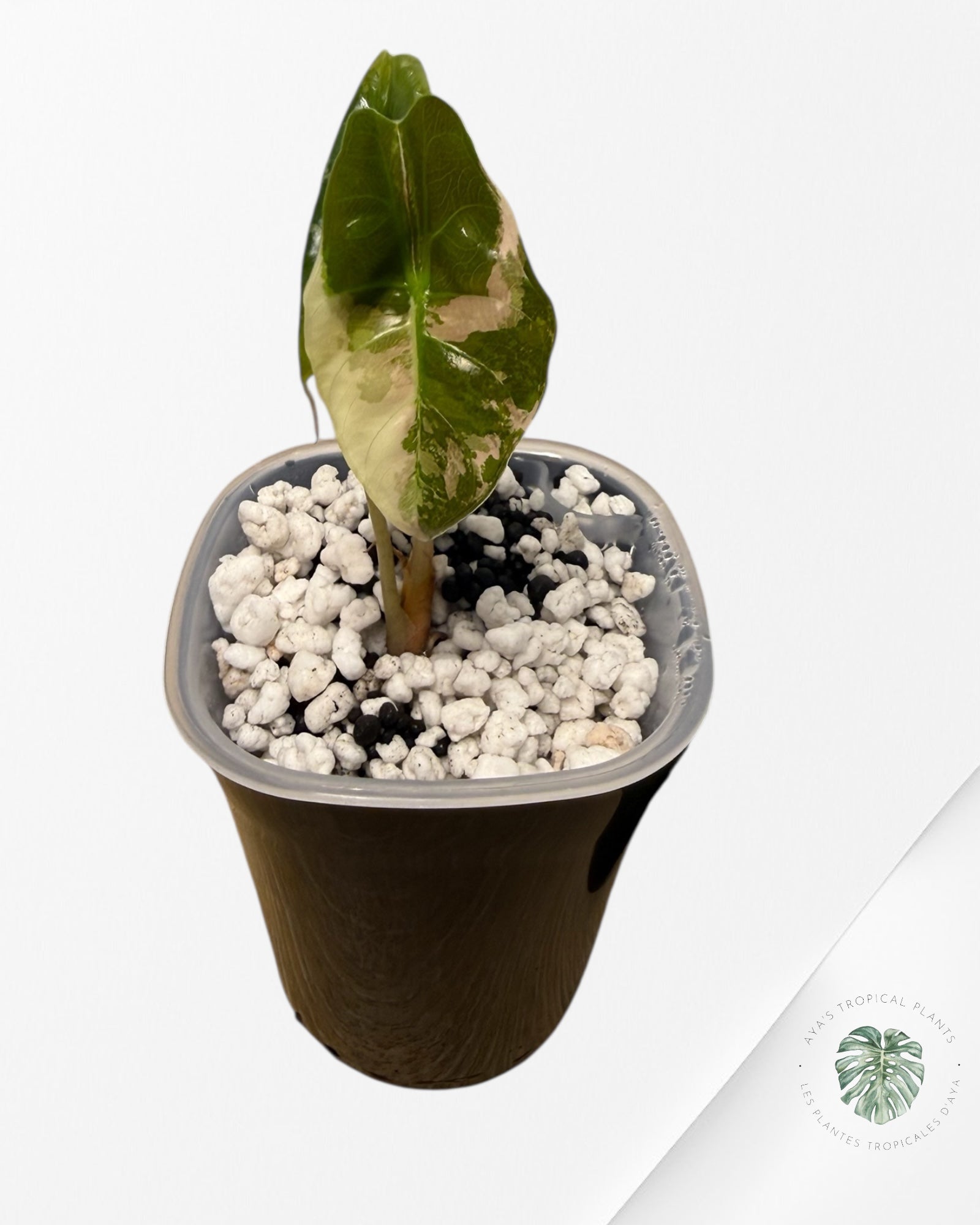 Alocasia Chantrieri rose panaché