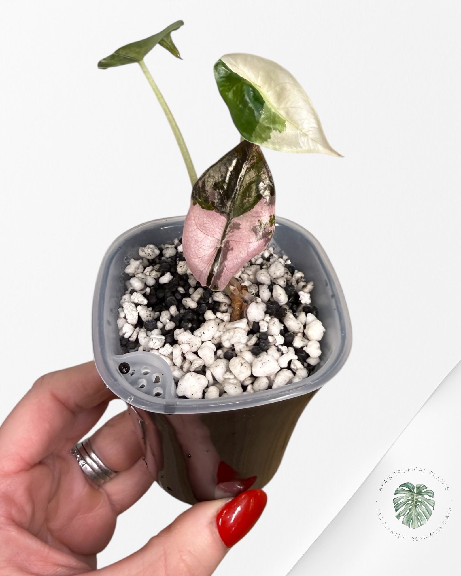 Alocasia Chantrieri rose panaché