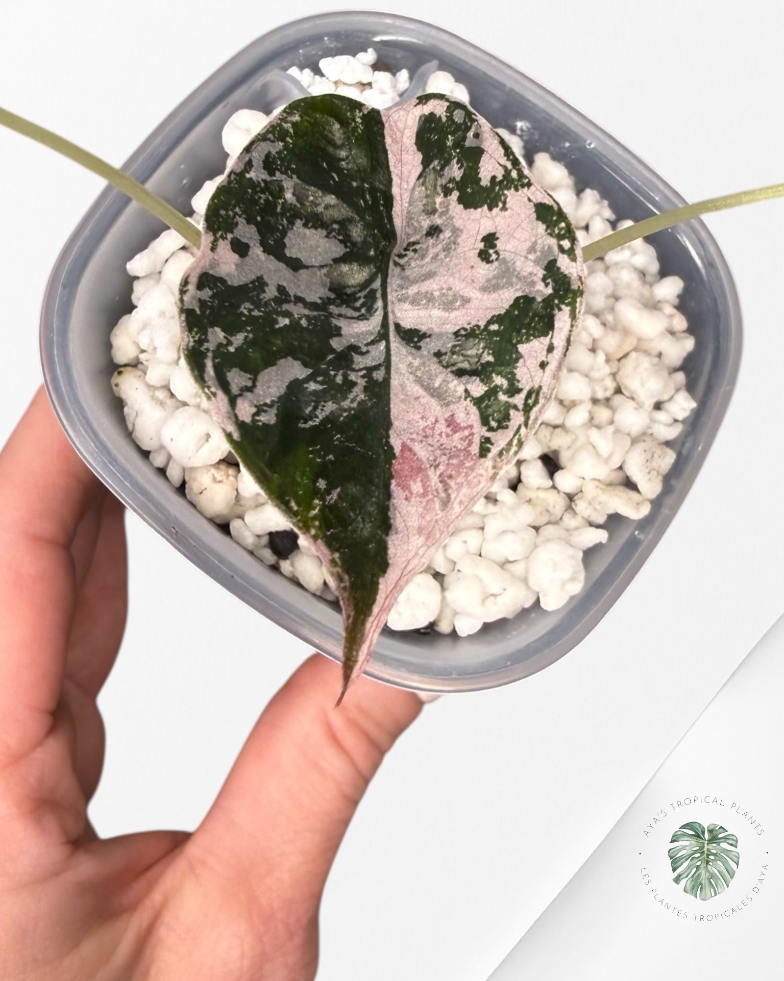 Alocasia Chantrieri Pink Variegated