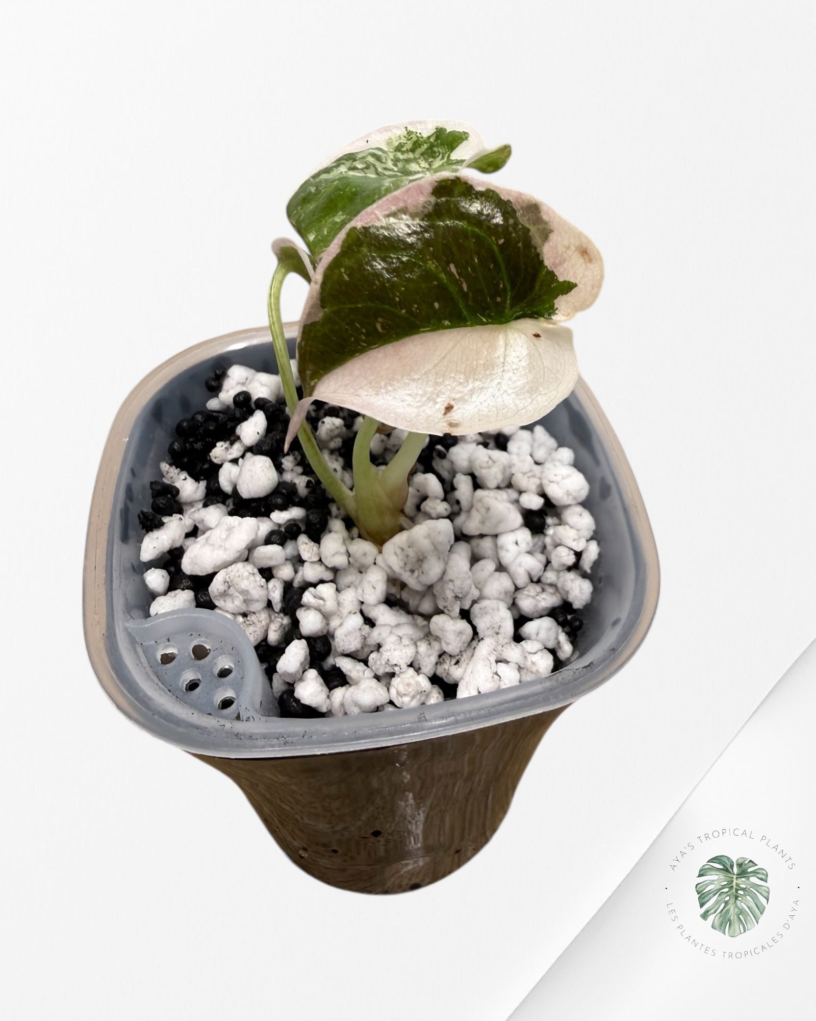 Alocasia Cuprea Albo Pink