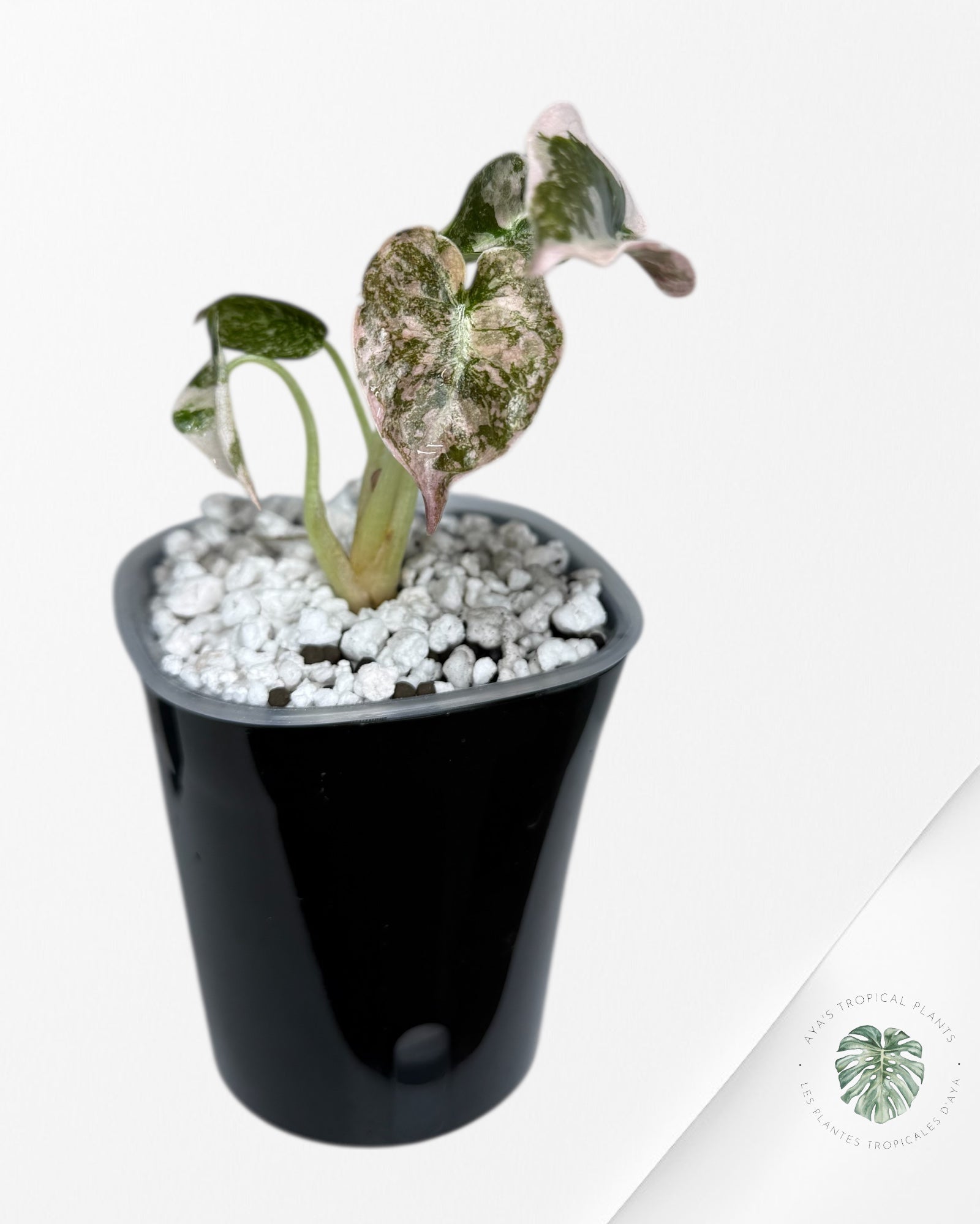 Alocasia Cuprea Albo Pink Variegated| Rare TC Plant | Aya's Tropical Plants