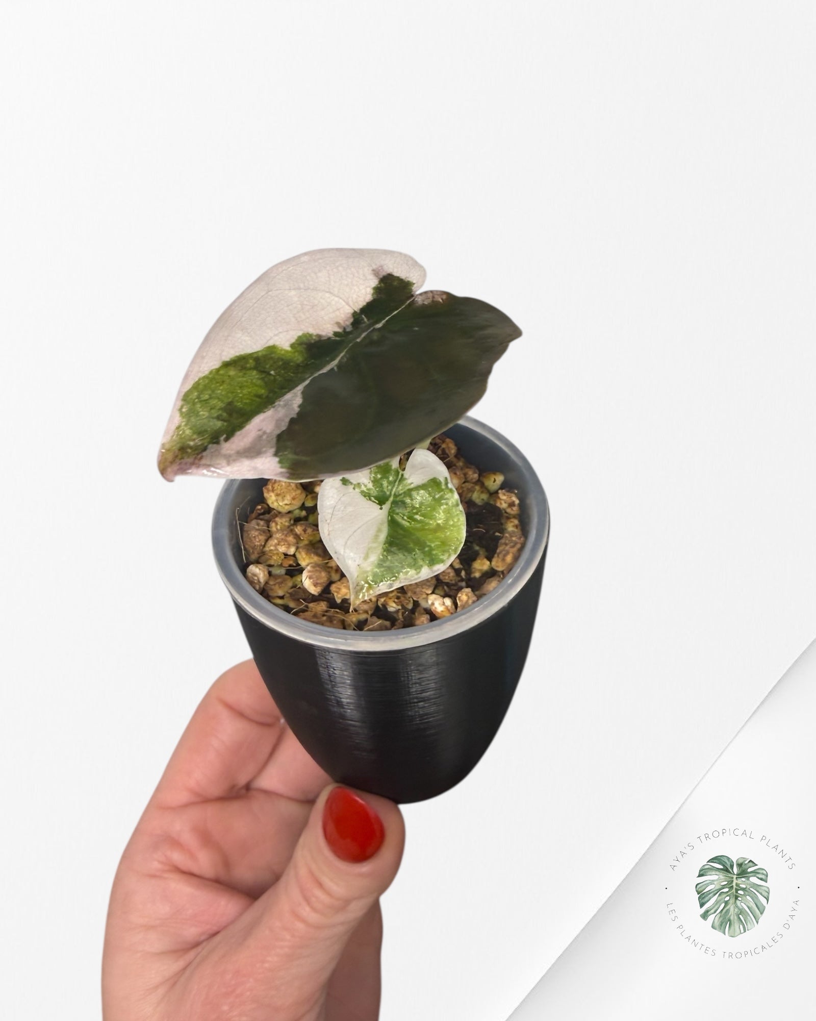 Alocasia Cuprea Albo|Pink Variegated