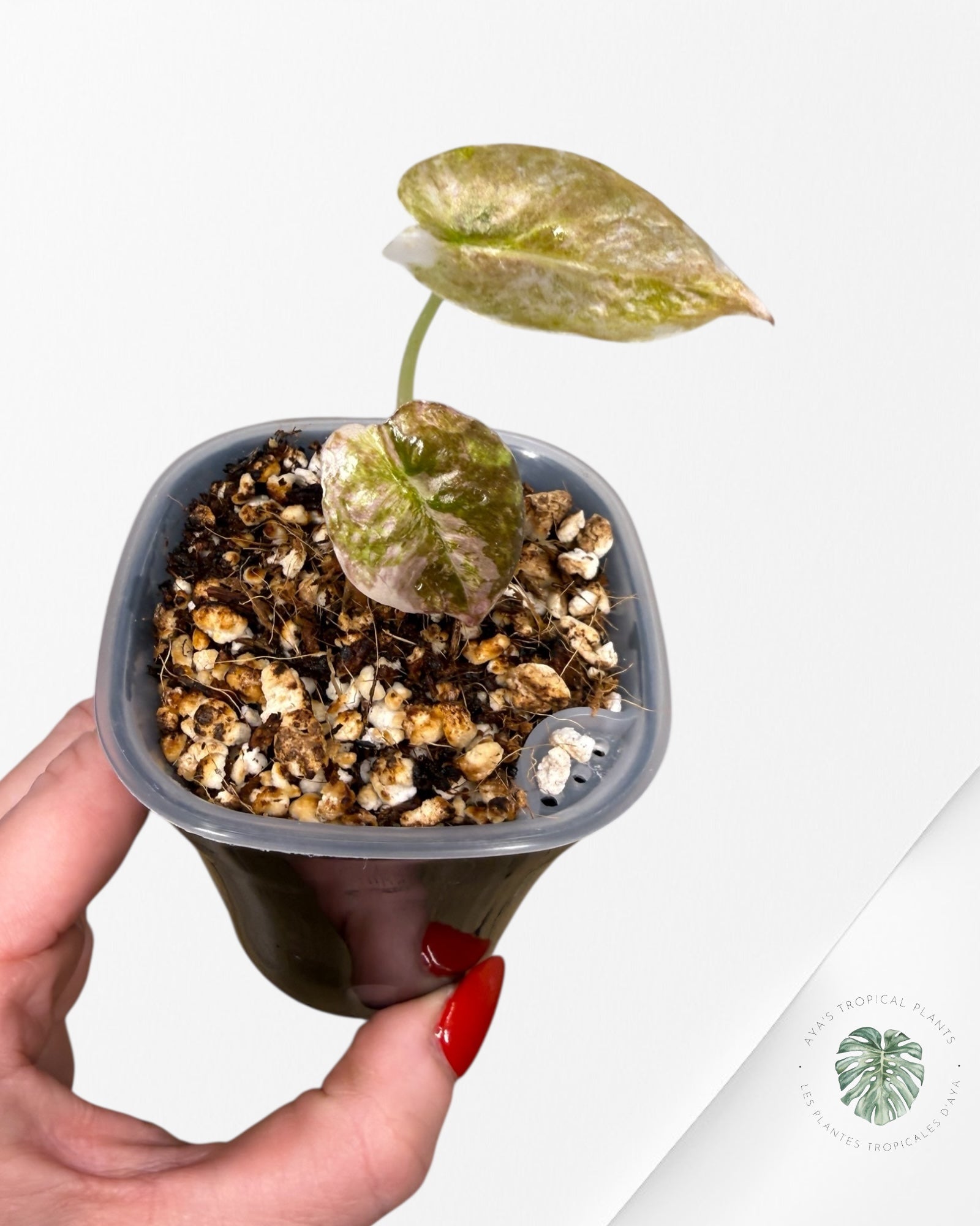 Alocasia Cuprea Albo|Pink Panached