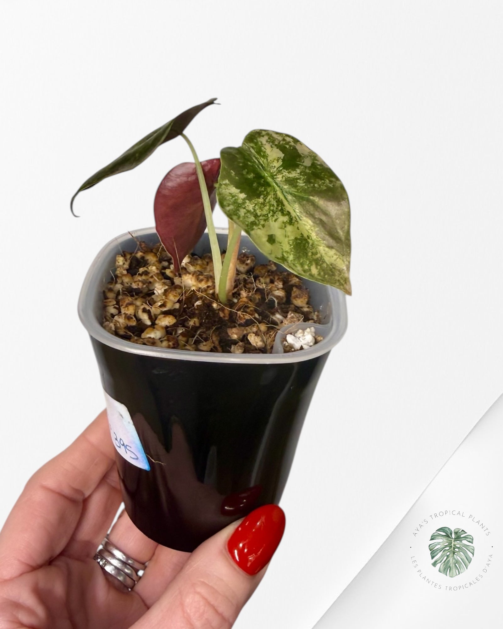 Alocasia Cuprea Golden Latte variegated