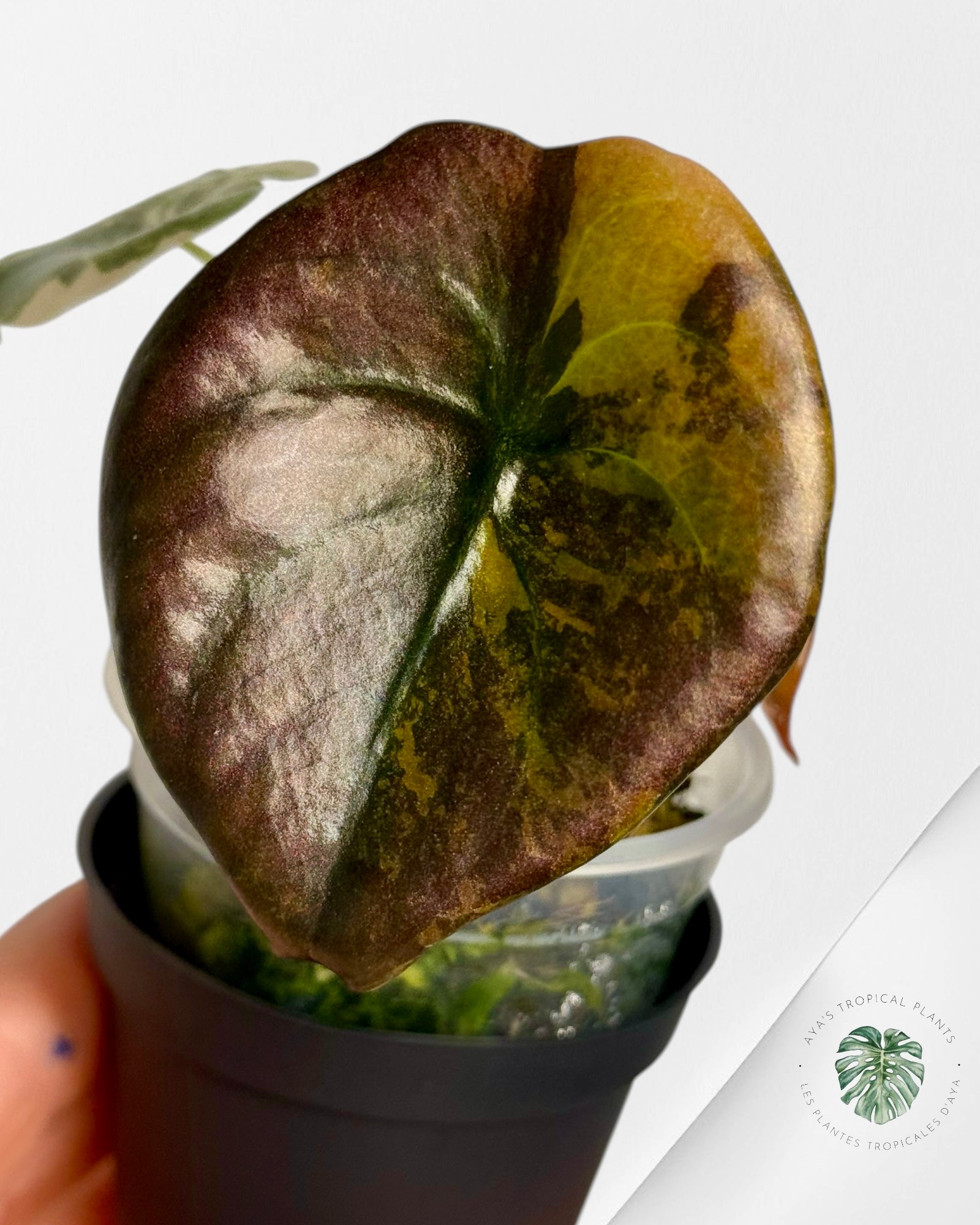 Alocasia Cuprea Golden Latte variegated | Rare TC Plant| Aya's Tropical Plants