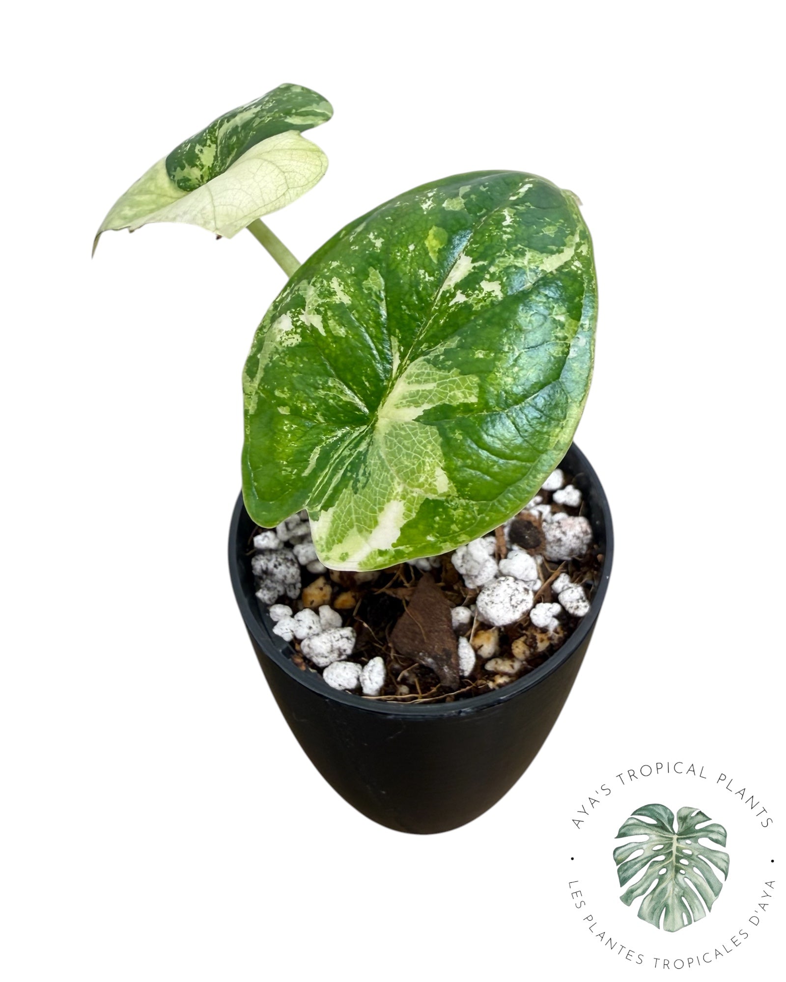Alocasia Dragon Scale Albo Variegated