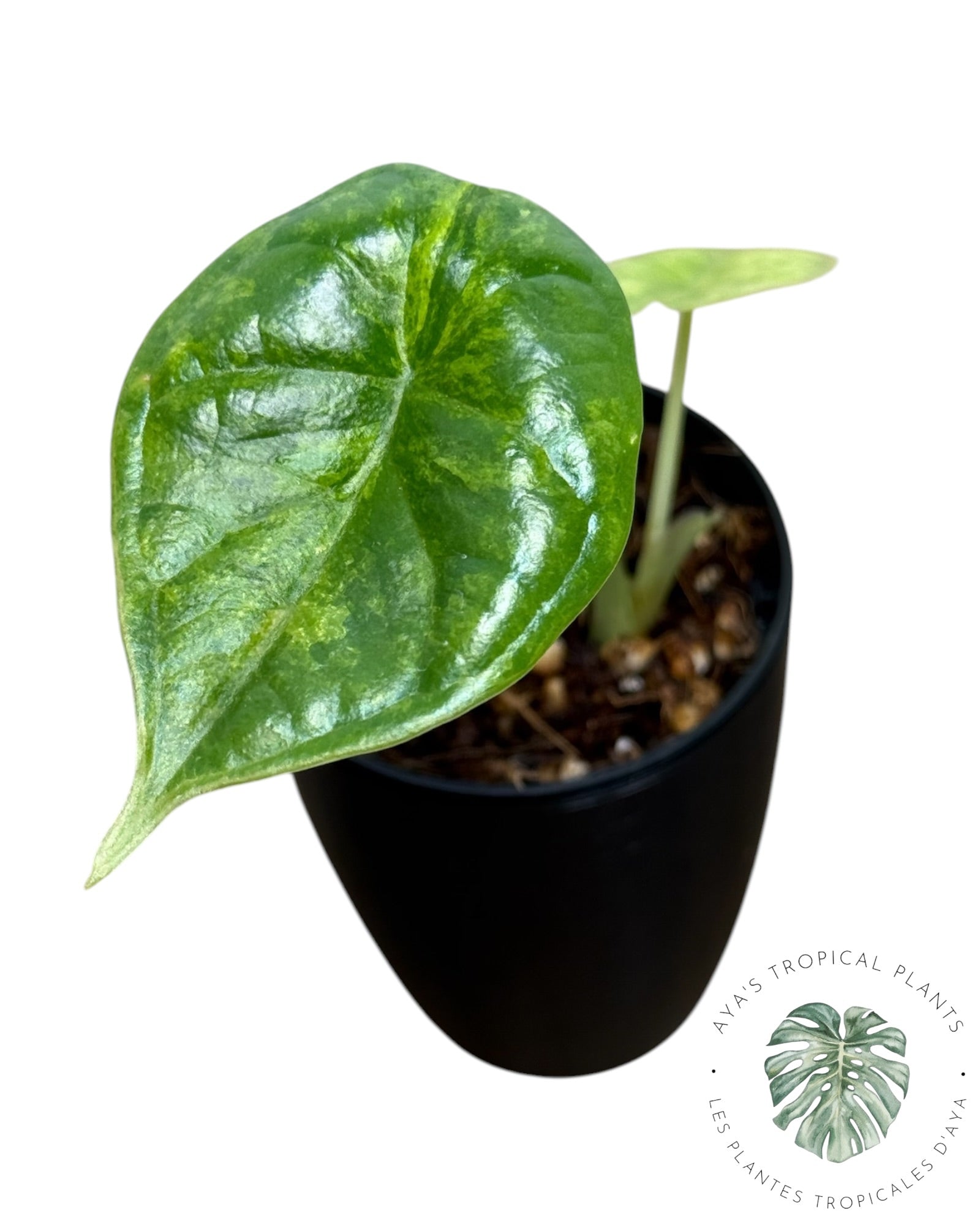 Alocasia Dragon Scale Aurea Variegated