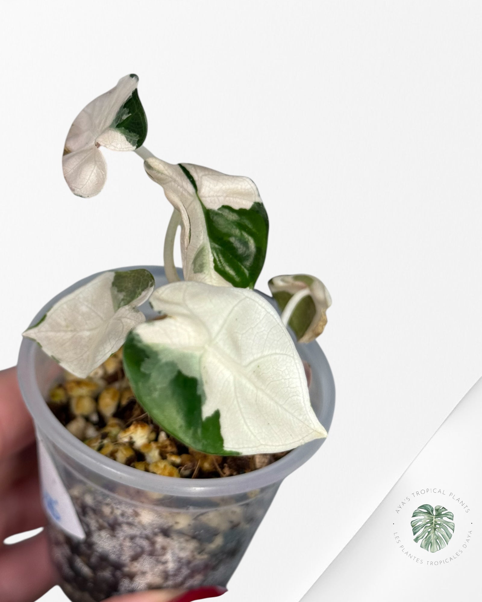 Alocasia Heart Balloon Pink variegated| Rare TC Plant| Aya's Tropical Plants