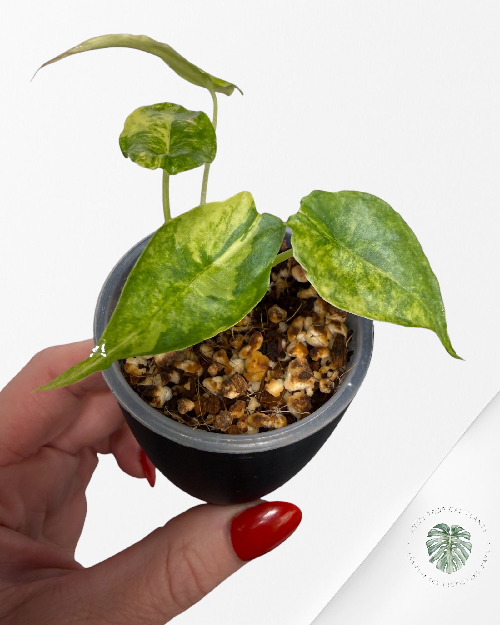 Alocasia heterophylla « Souffle du Dragon » Aurea panaché | Plante TC rare | Plantes tropicales d'Aya