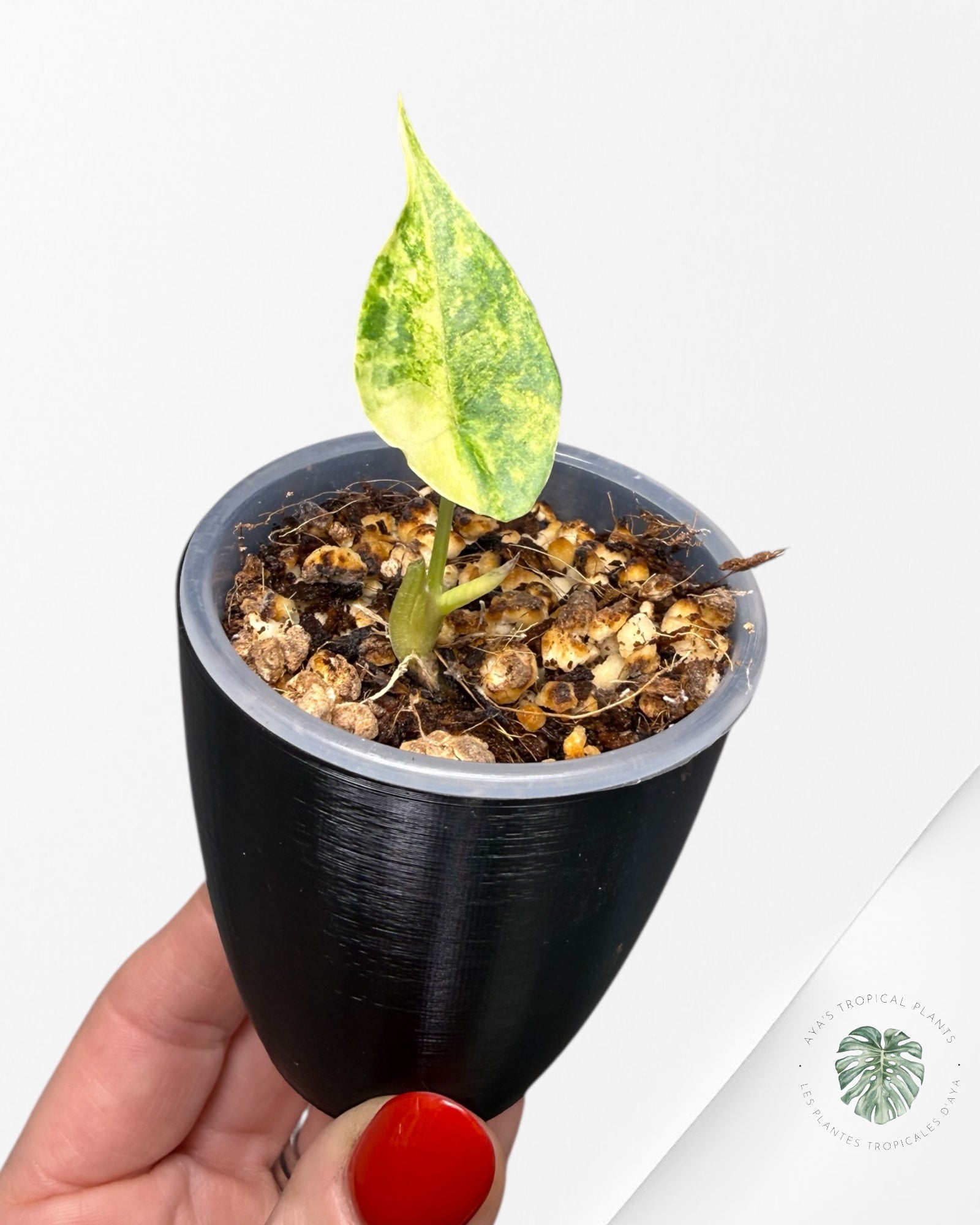 Alocasia Heterophylla "Dragons Breath" Aurea Variegated