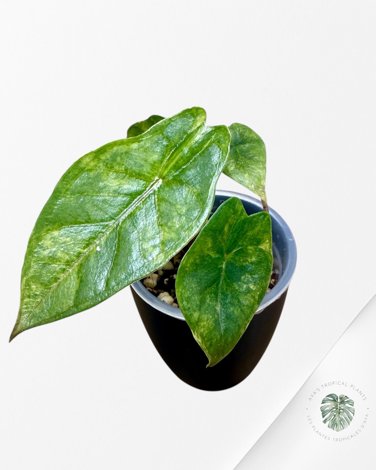 Alocasia Heterophylla Metallic Blue Variegated