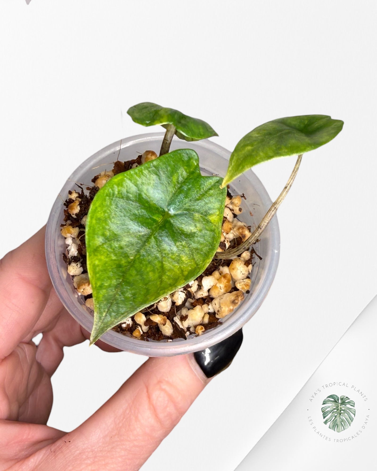 Rare variegated Alocasia