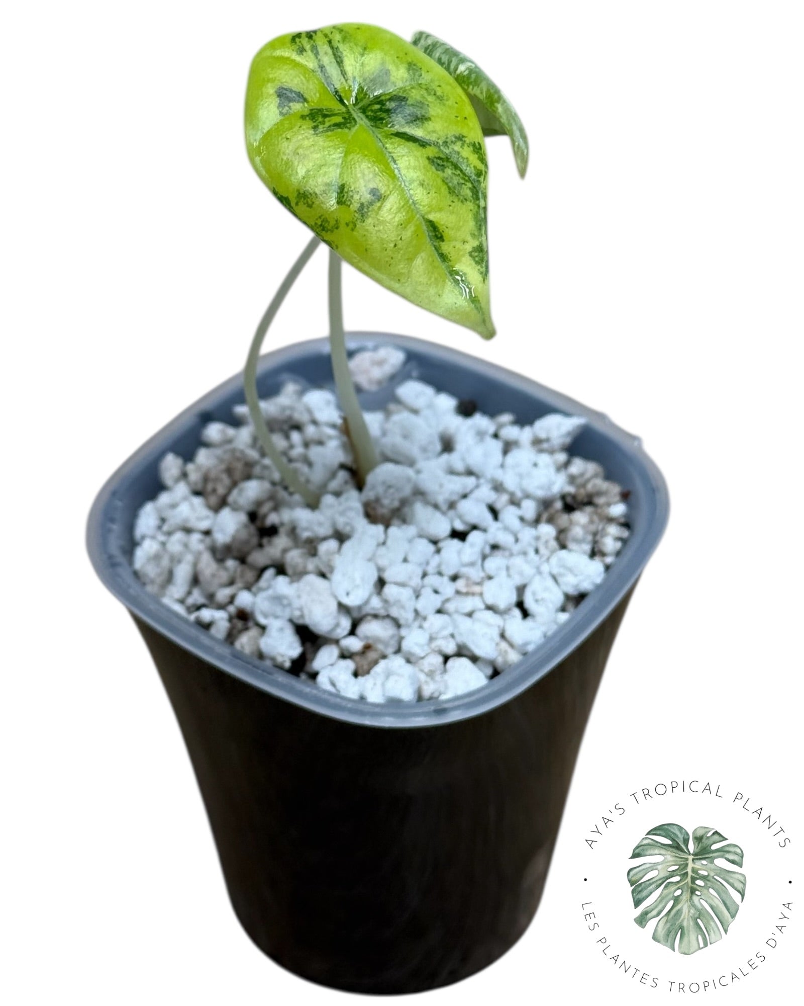 Alocasia Maharani Golden Lime