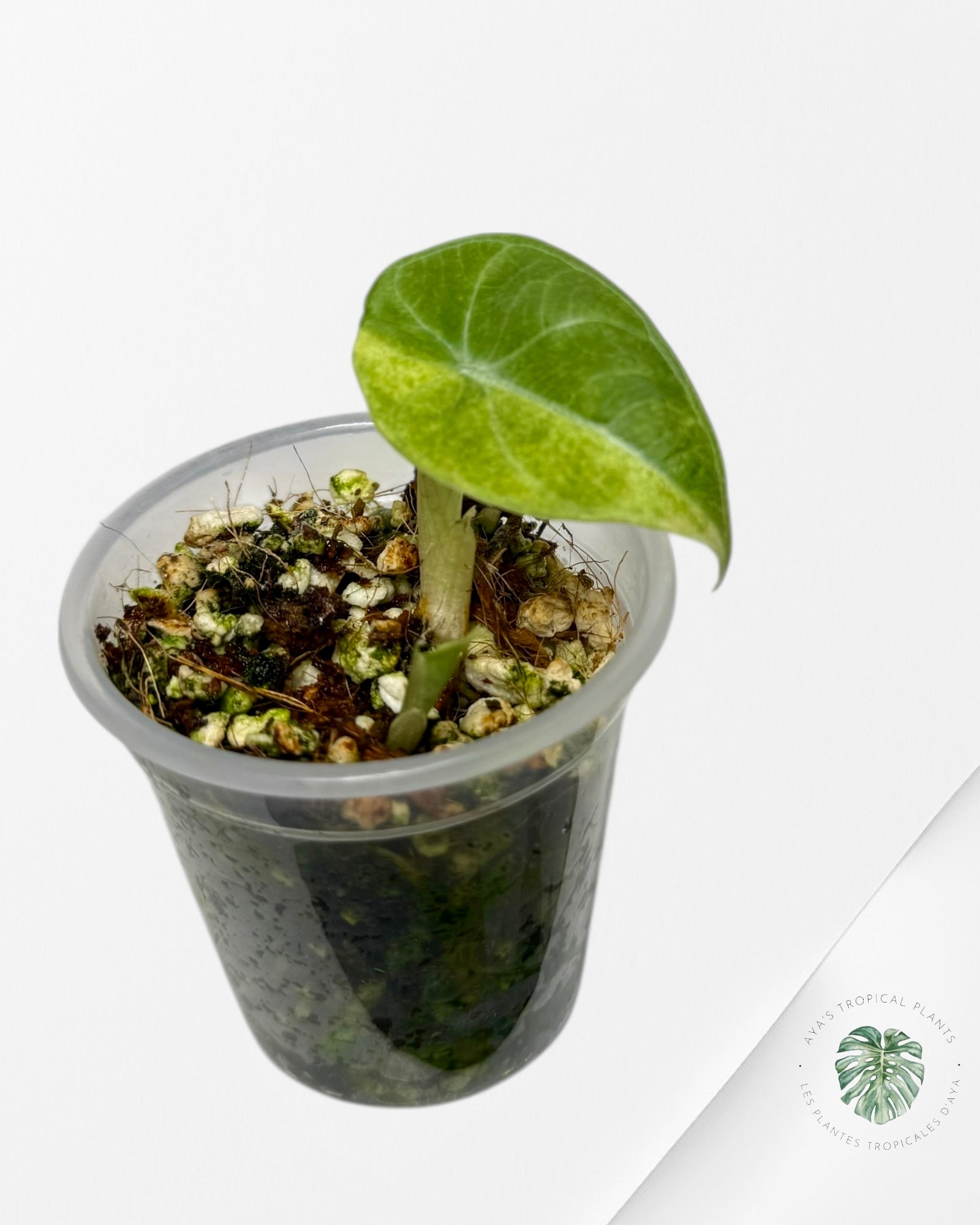 Alocasia Maharani Variegated Aurea, rare alocasia