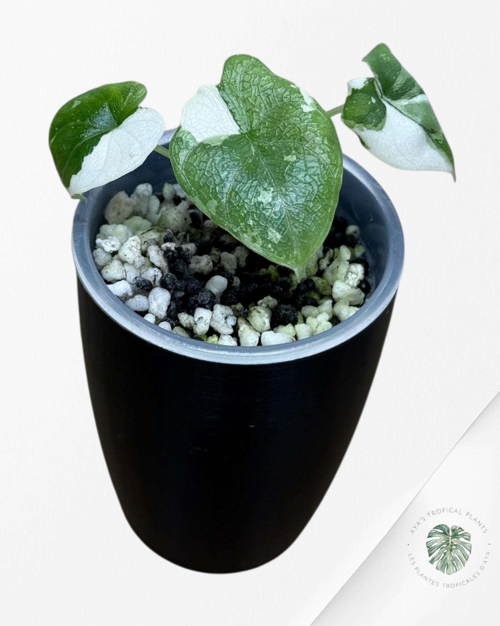 Alocasia Melo Albo Variegated