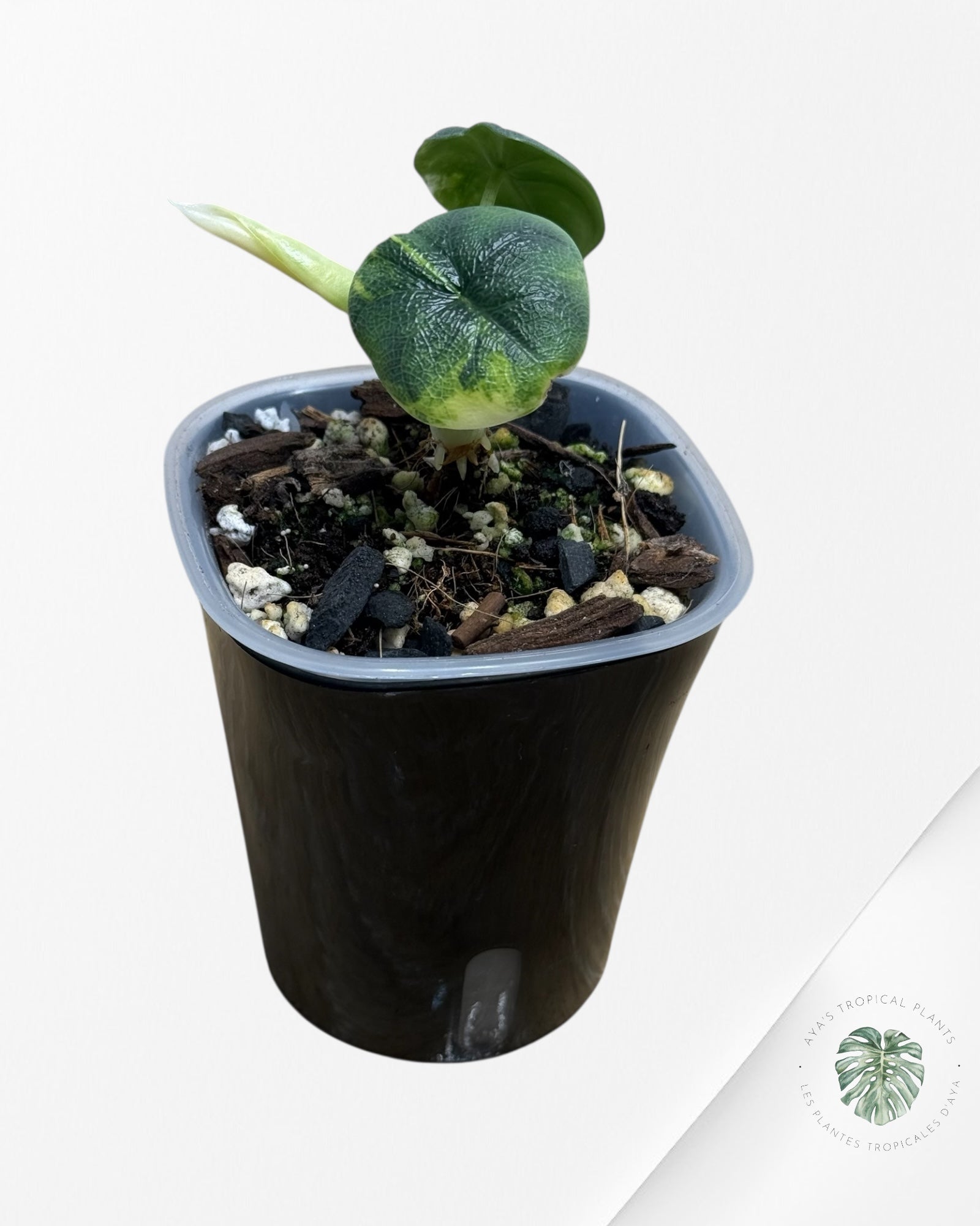 Alocasia Melo Aurea panaché