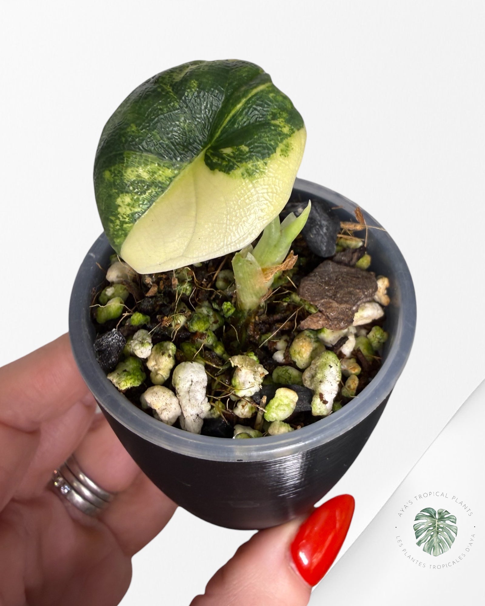 Alocasia Melo Variegated