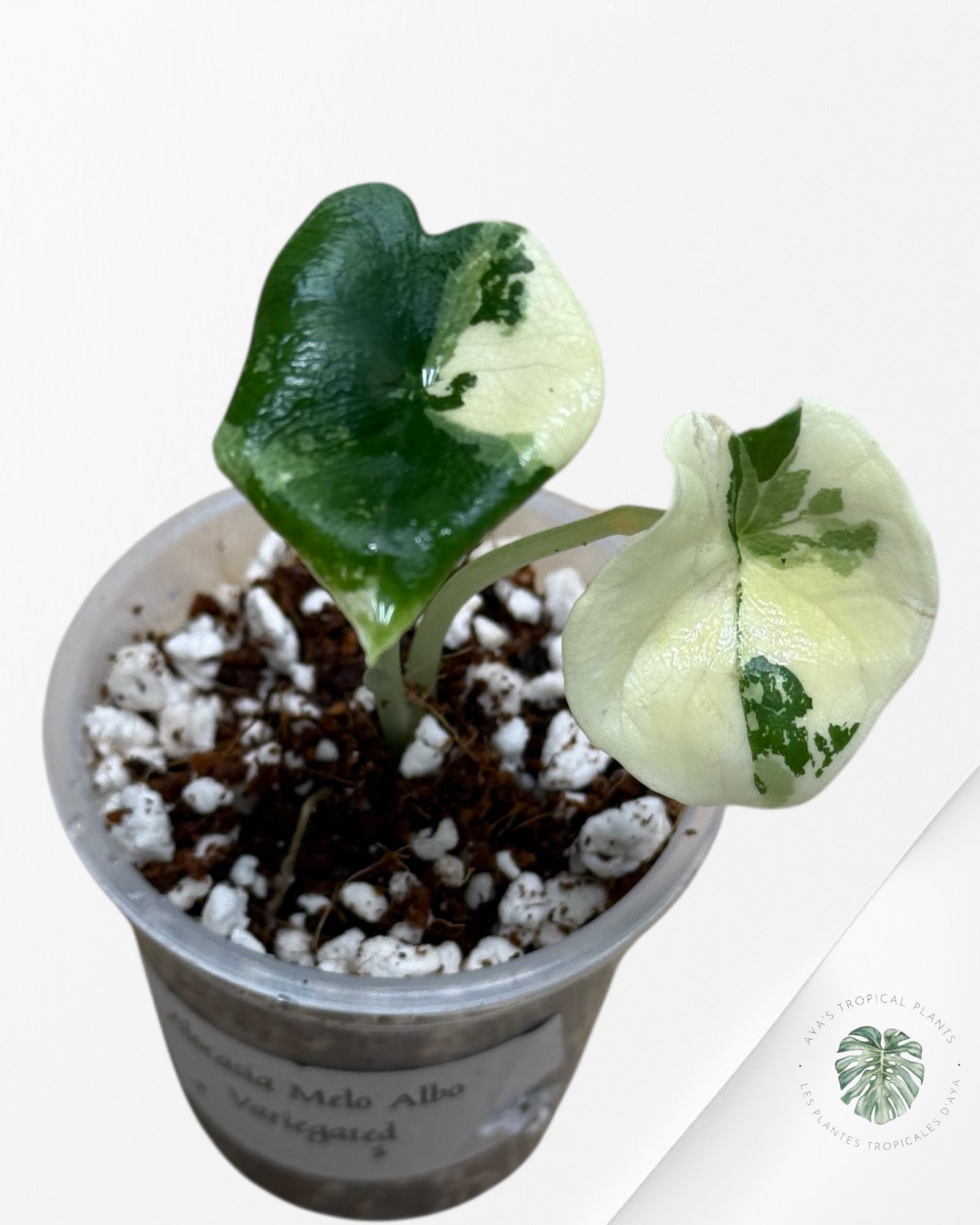 Alocasia Melo Variegated Albo| Rare TC Plant| Aya's Tropical Plants