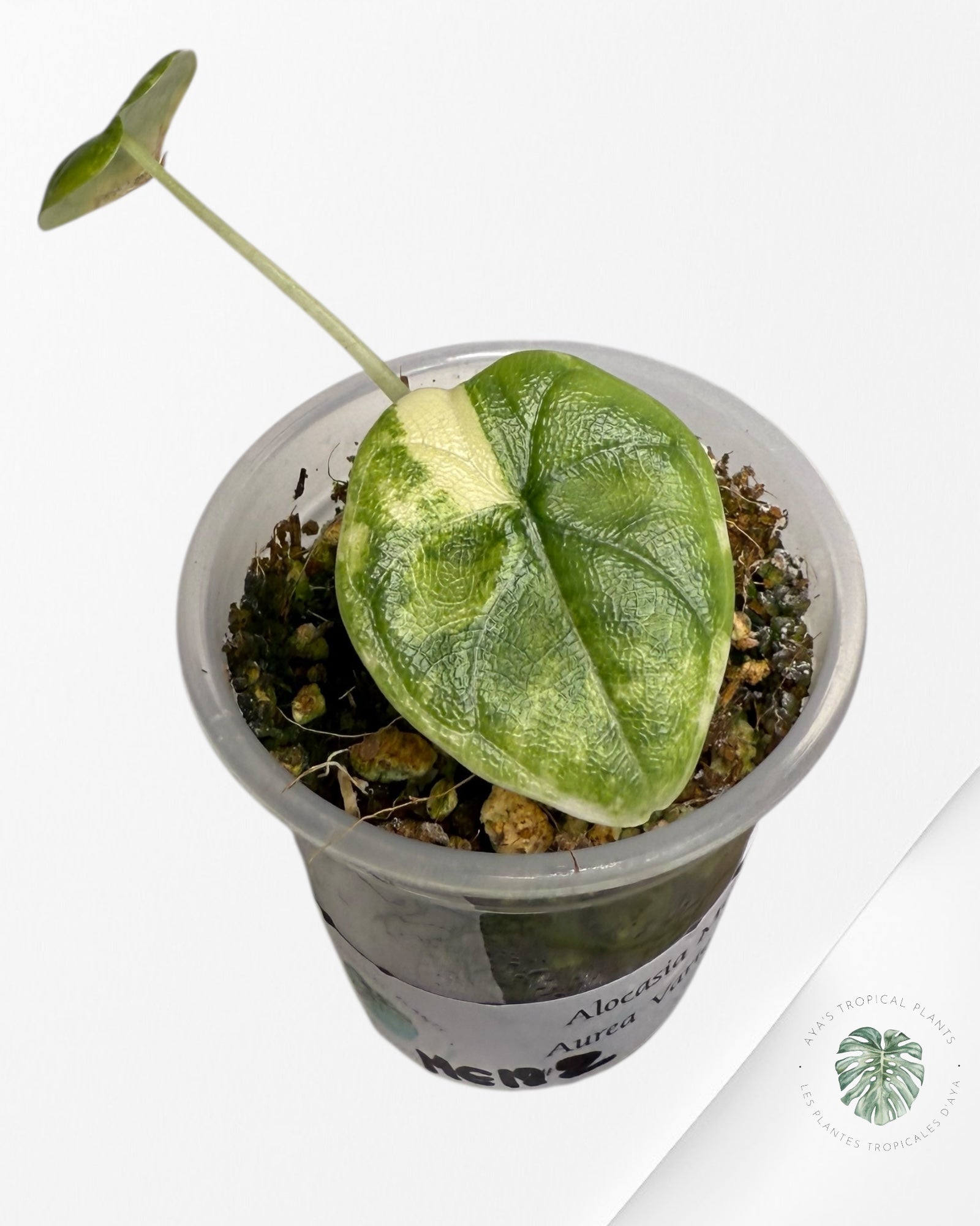 Alocasia Melo Variegated Aurea| Rare TC Plant| Aya's Tropical Plants