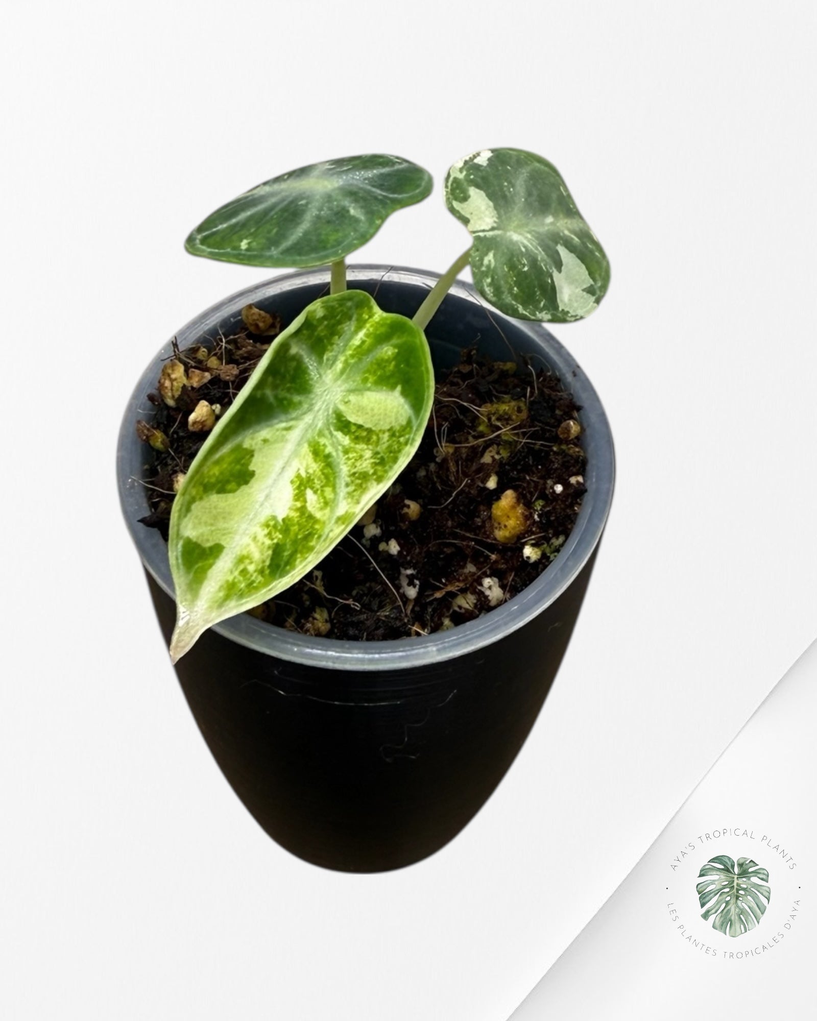 Alocasia Ninja Albo Variegated