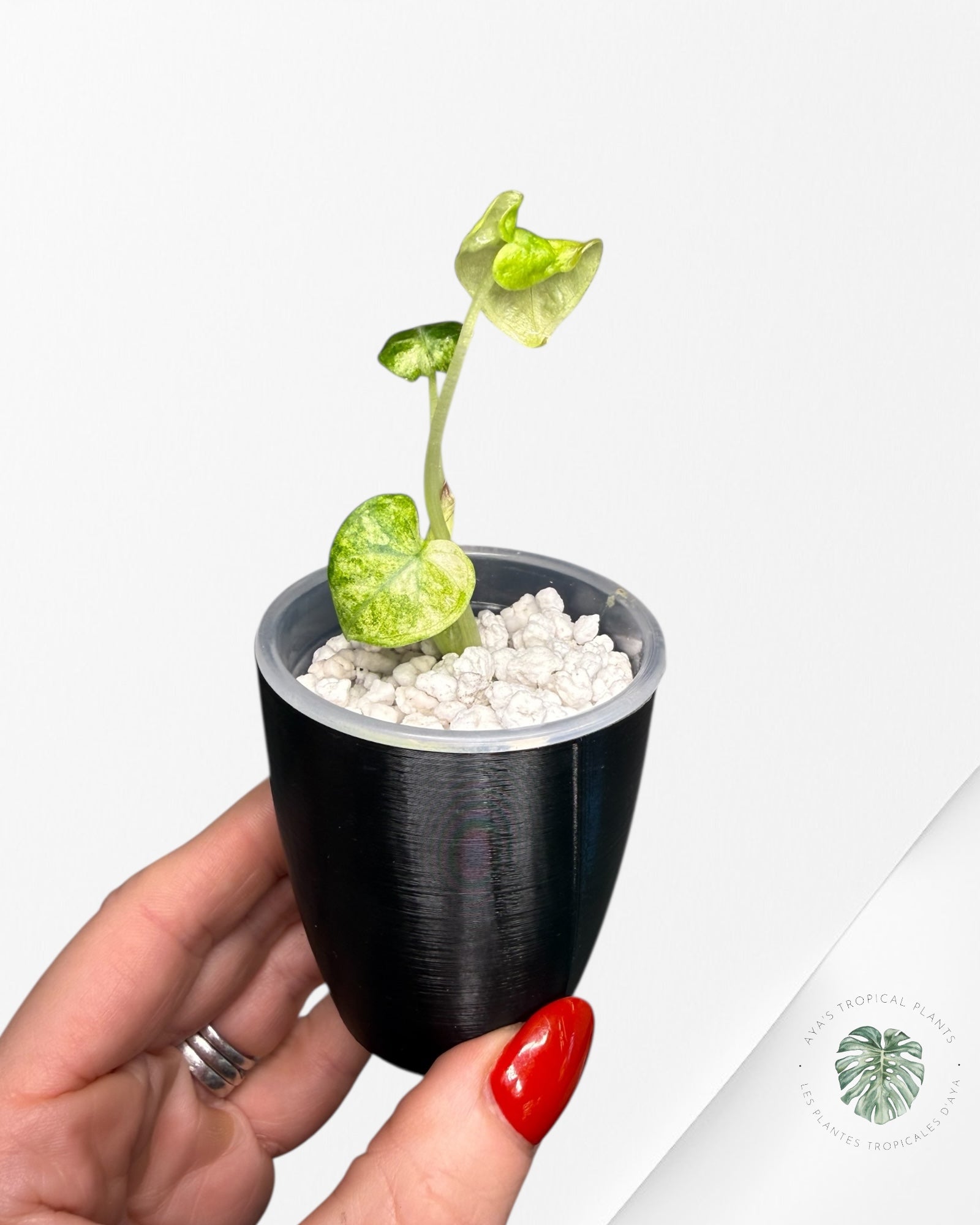 Alocasia Ninja Tricolor Variegated