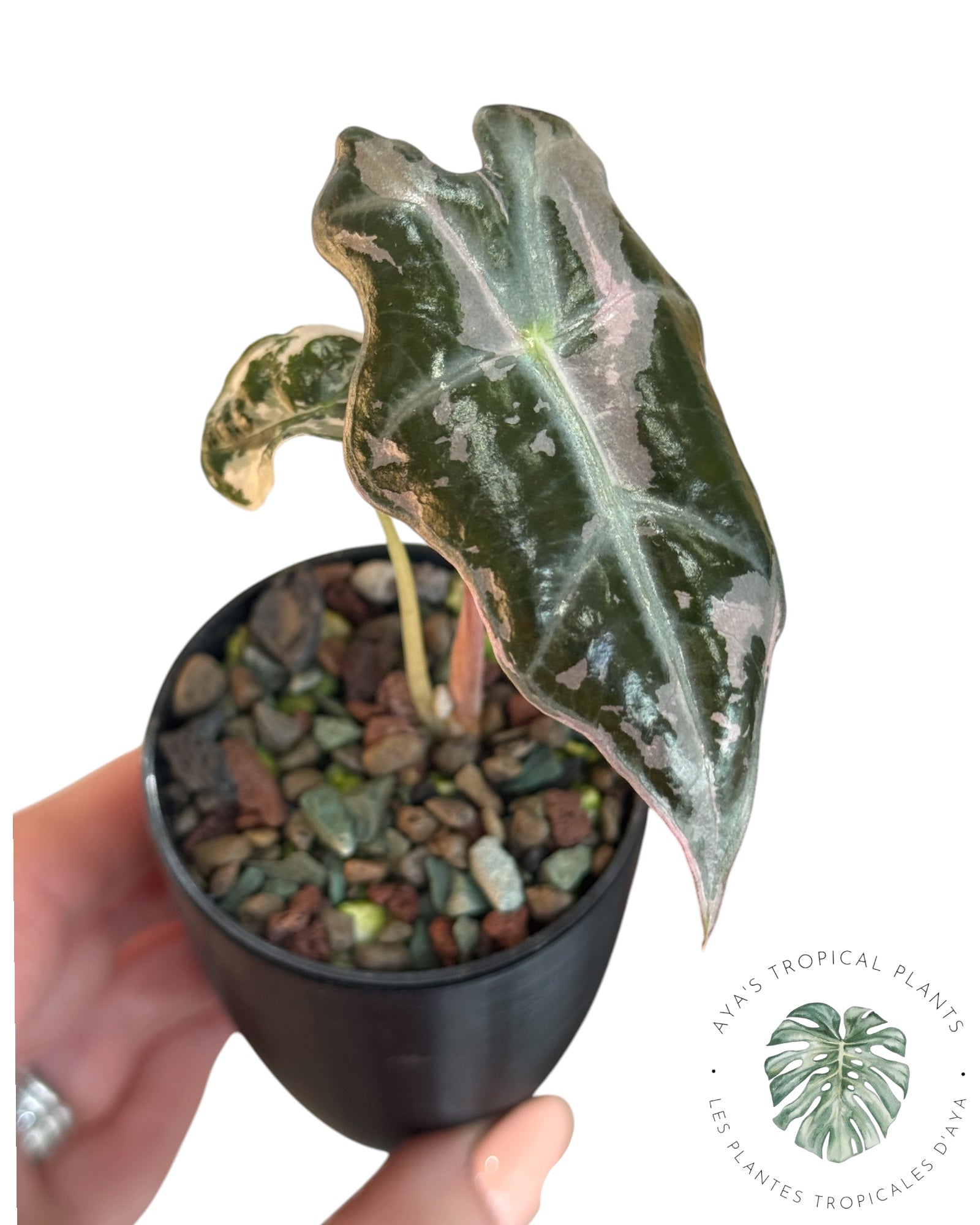 Alocasia Nobilis Pink Variegated