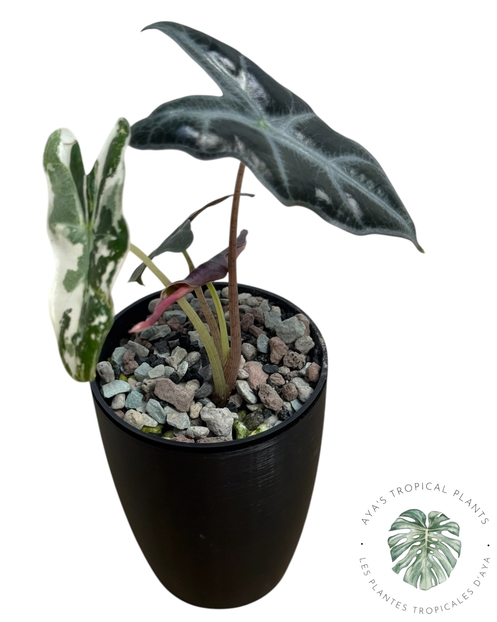Alocasia Nobilis Pink Variegated