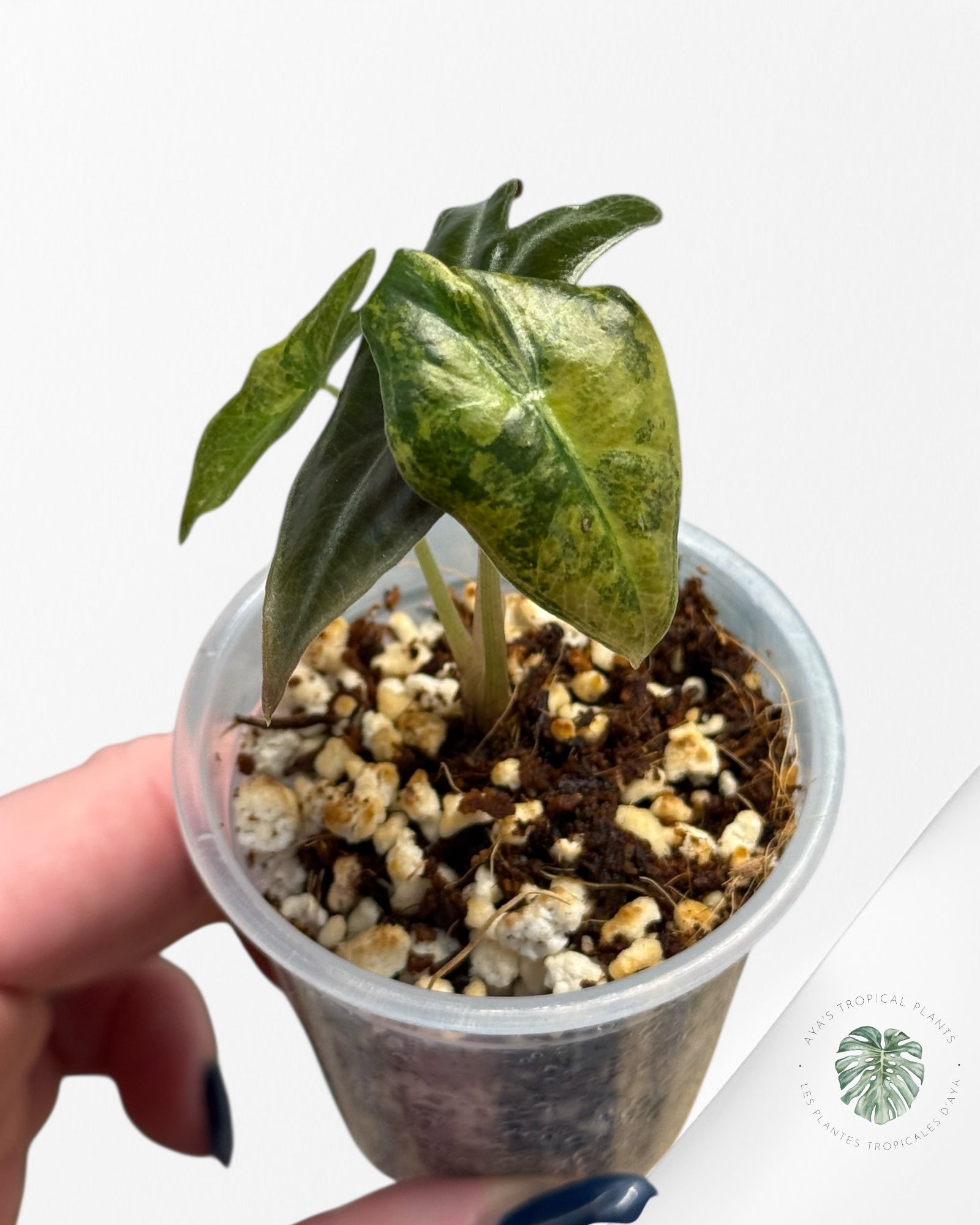 Alocasia Nobilis Variegated Aurea| Rare TC Plant| Aya's Tropical Plants