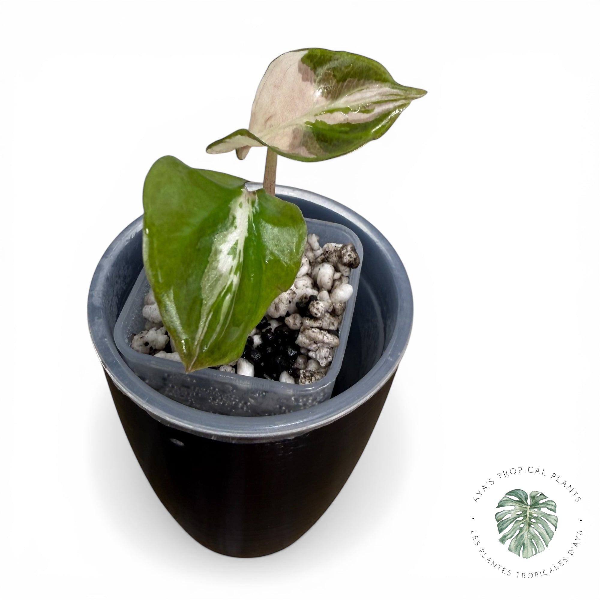 Alocasia Polly Lava Variegated