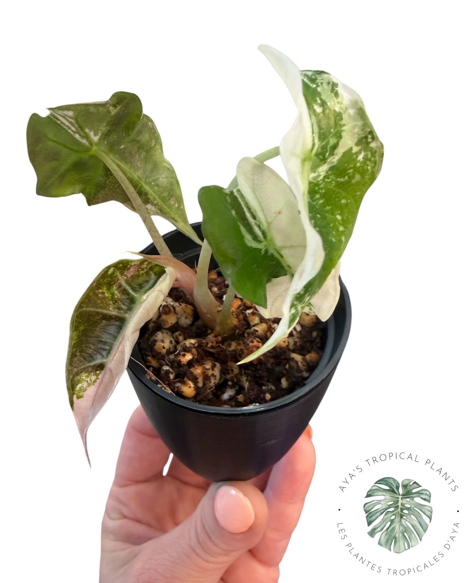 Alocasia Polly Pink Snowflake