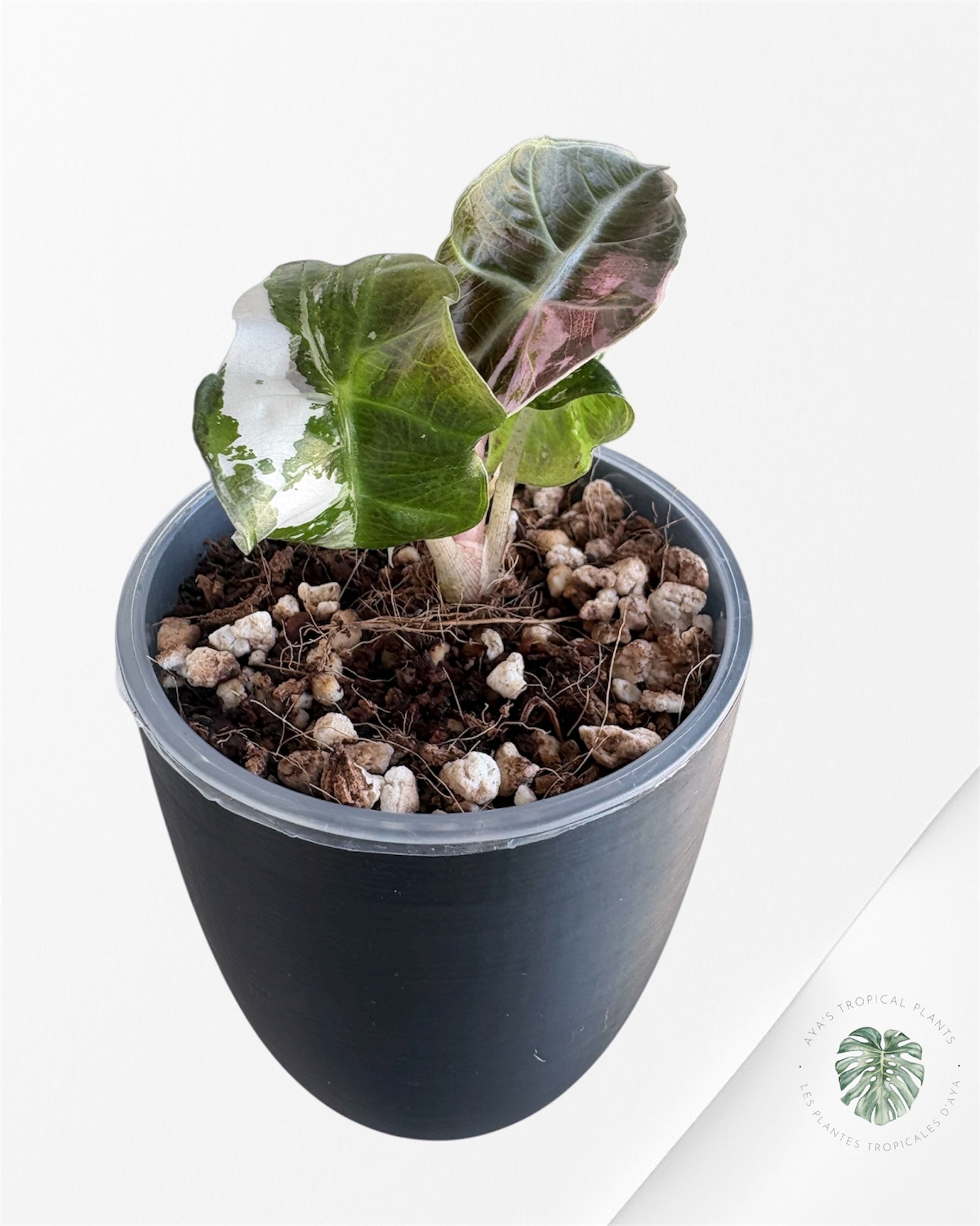 Alocasia Polly Pink Variegated