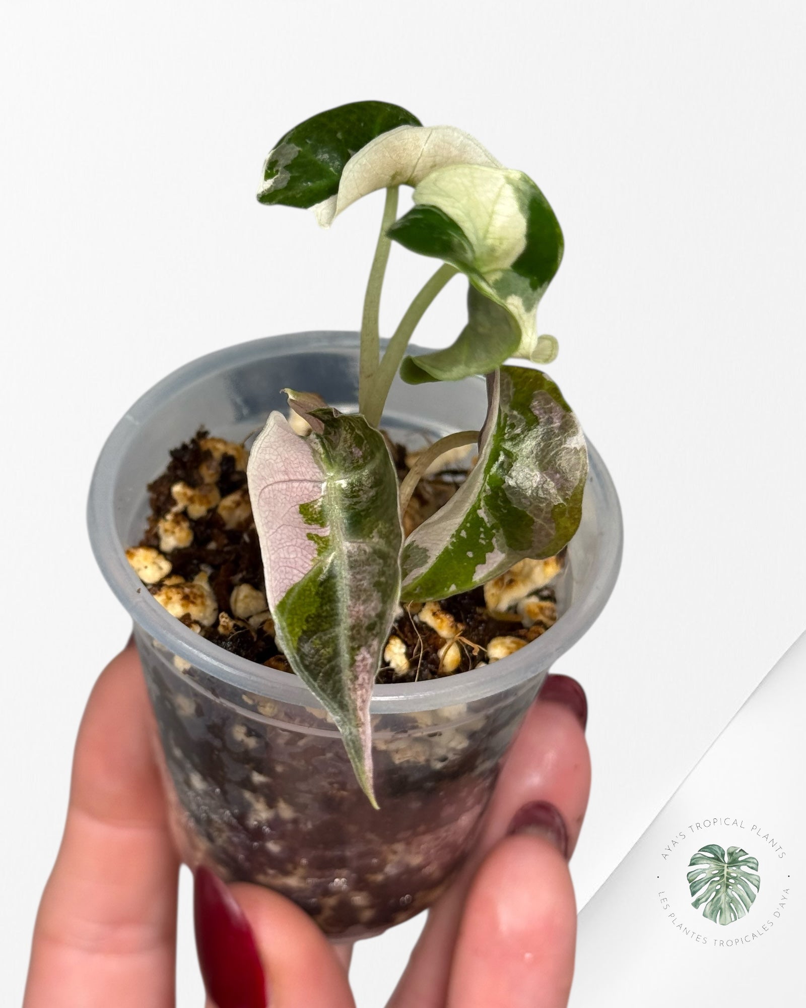 Alocasia Polly Variegated Pink| Rare TC Plant| Aya's Tropical Plants