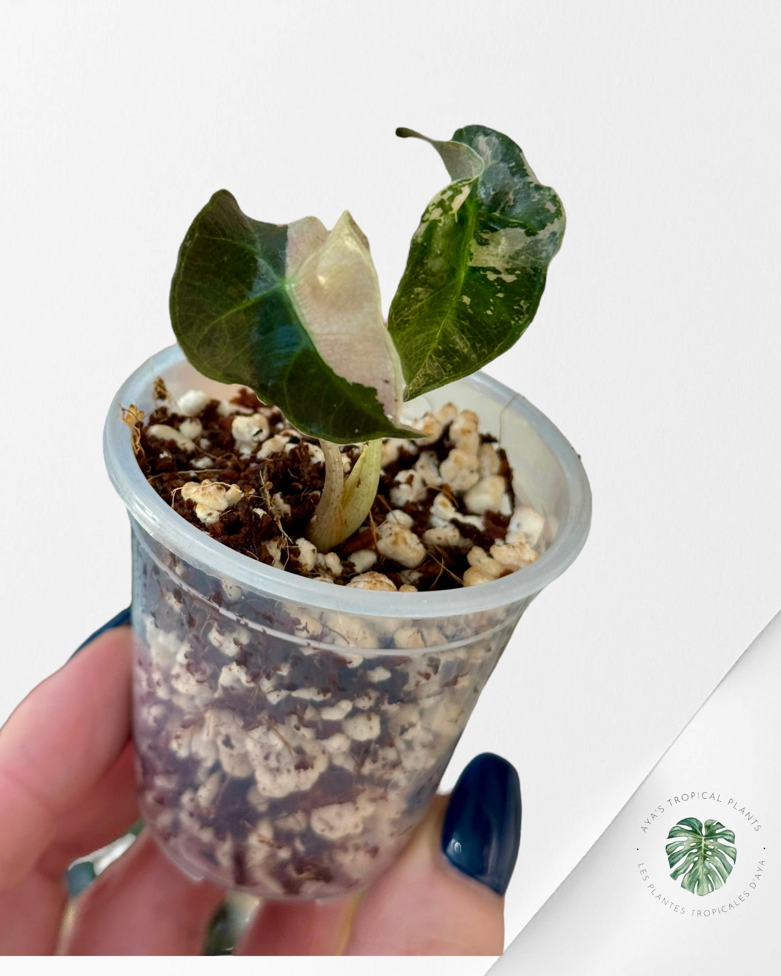 Alocasia Polly Variegated Pink| Rare TC Plant| Aya's Tropical Plants