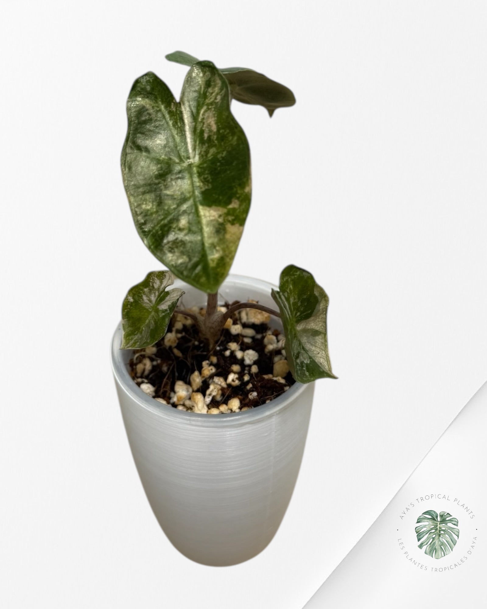 Alocasia Pseudo-Sanderiana Pink