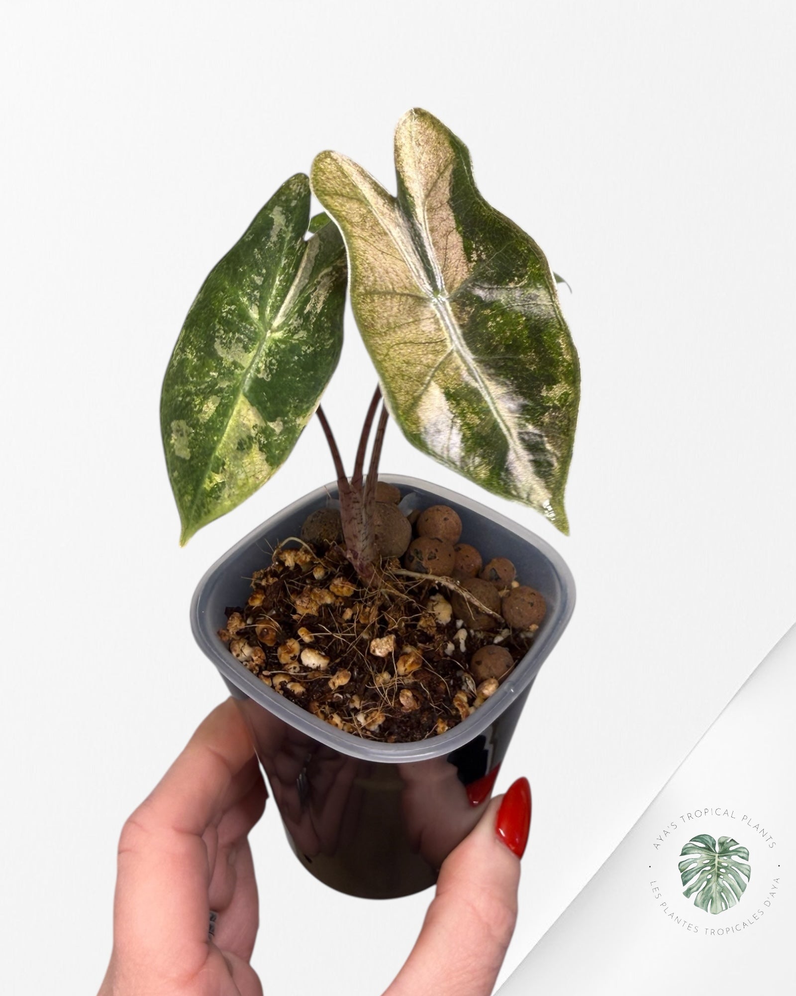 Alocasia Pseudo-Sanderiana Pink Variegated