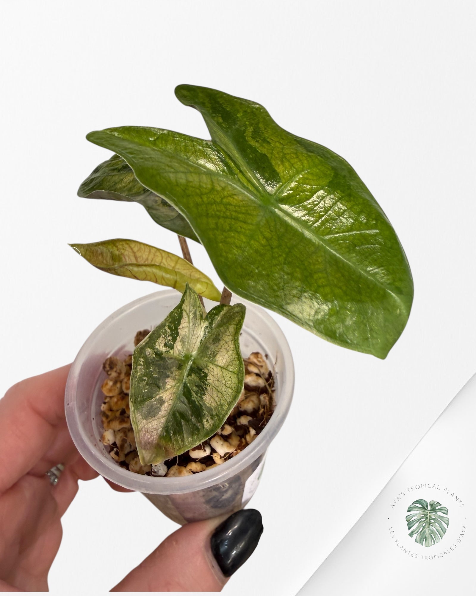 Rare Alocasia variegated