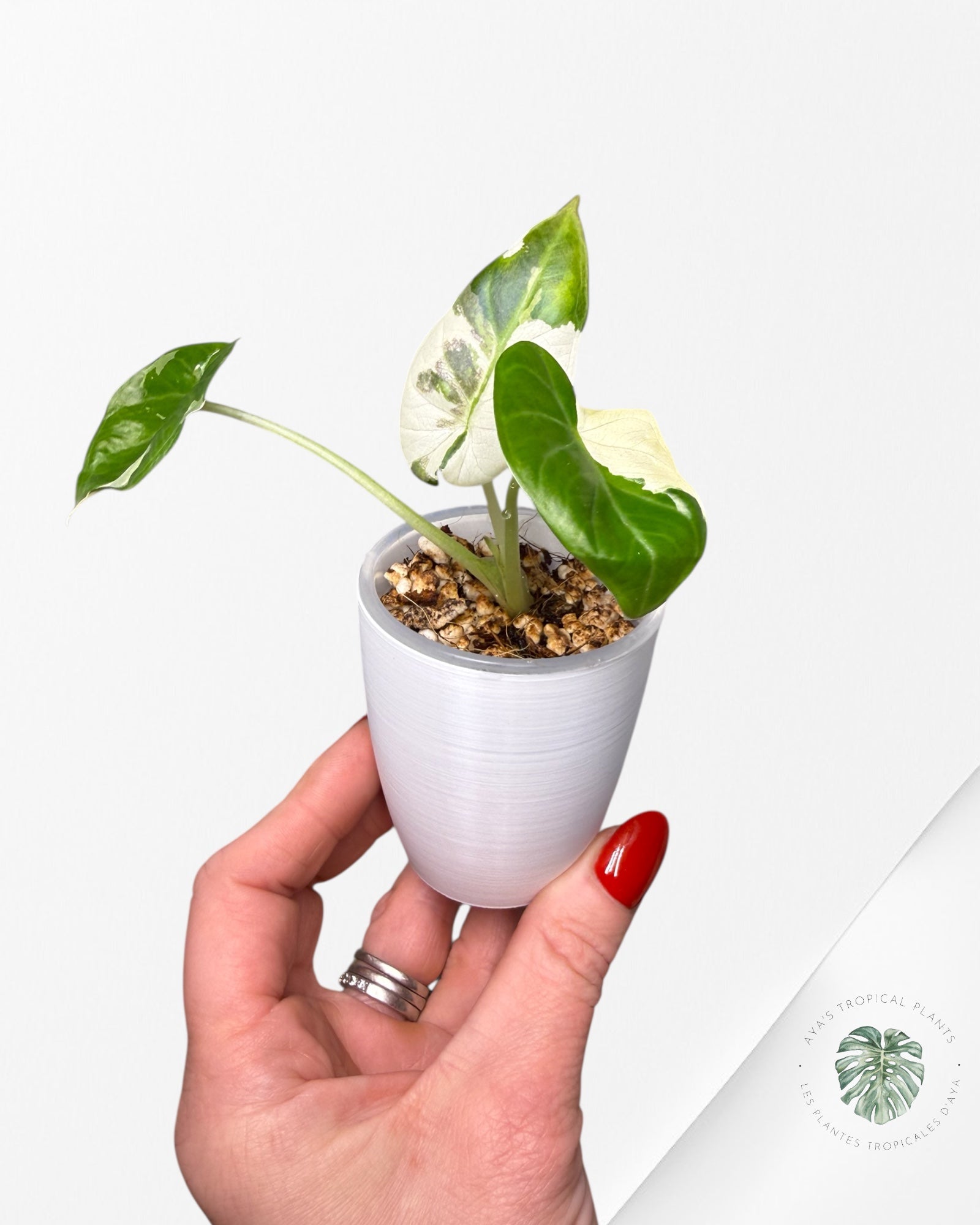 Alocasia Regal Shield Albo panachée | Plante rare cultivée en culture trans | Plantes tropicales d'Aya