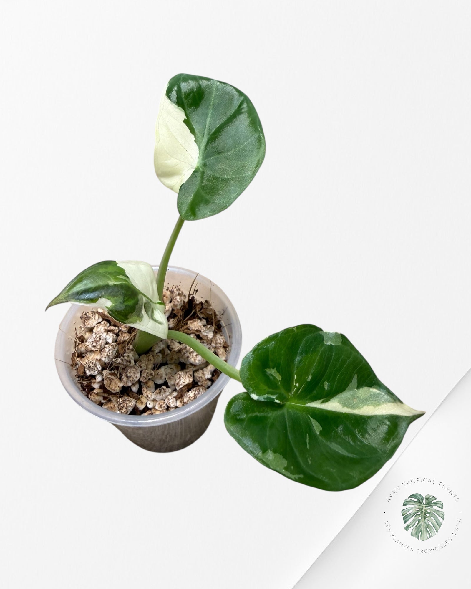 Alocasia Regal Shield Albo Variegated