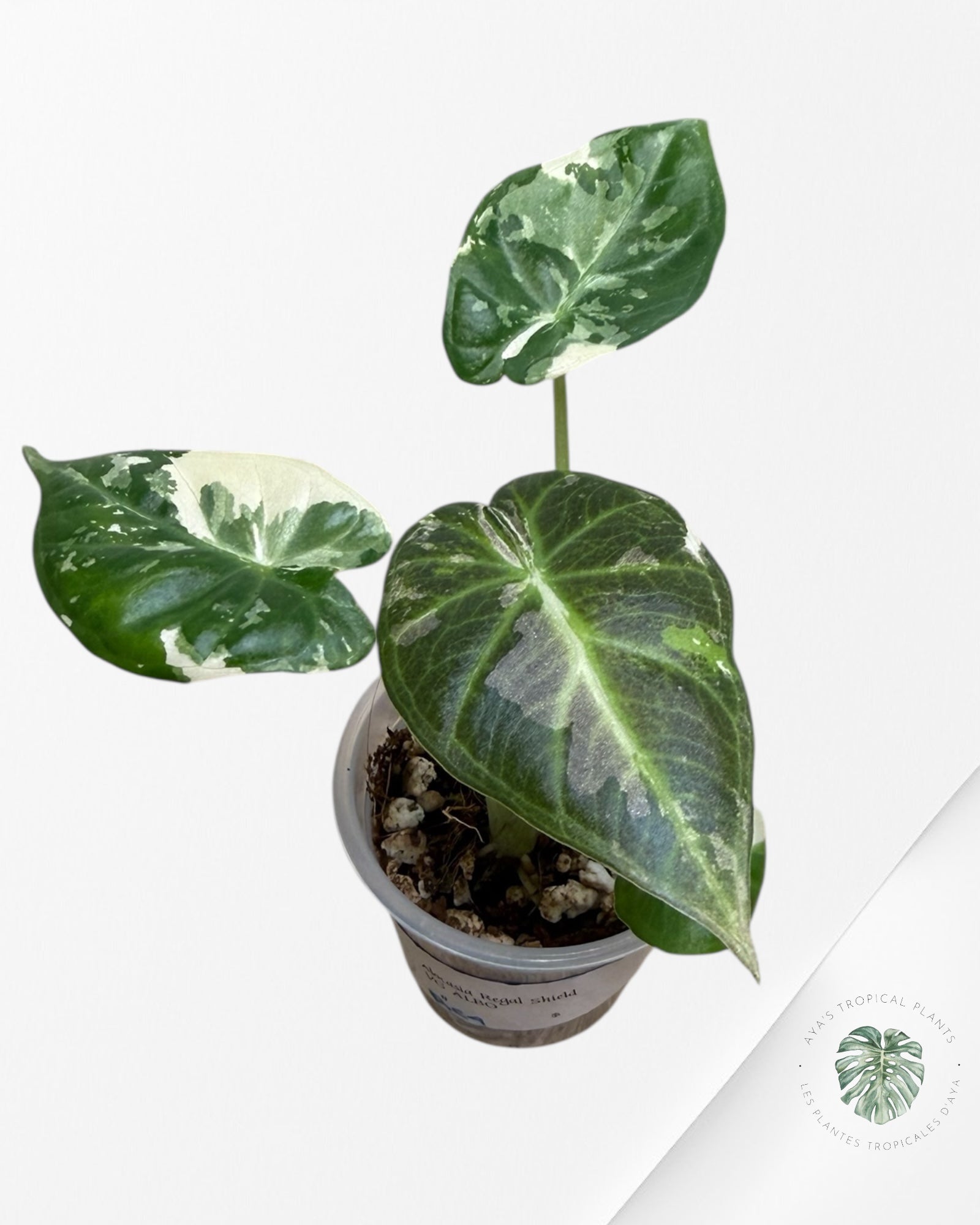 Alocasia Regal Shield Albo Variegated