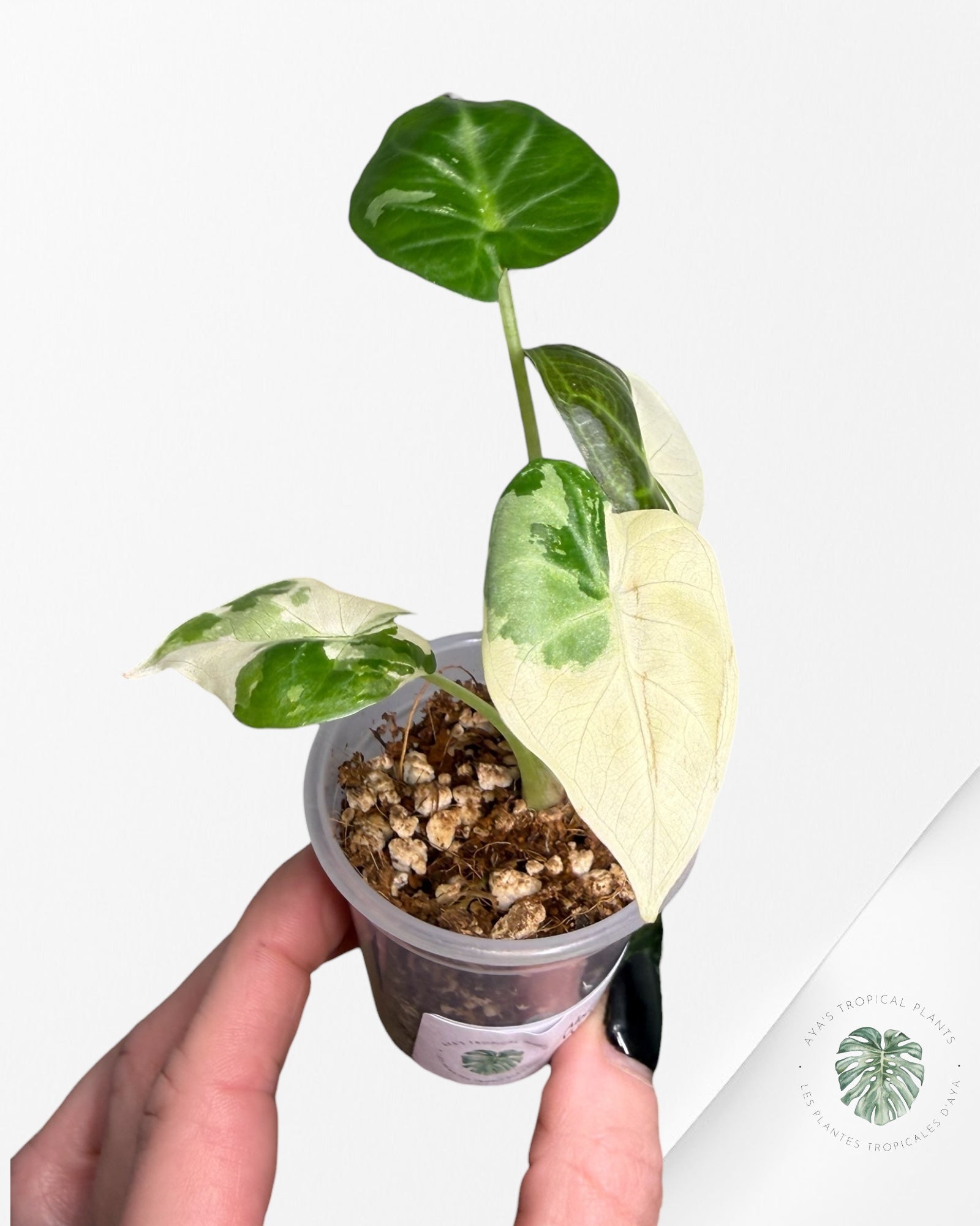 Alocasia Regal Shield Albo Variegated