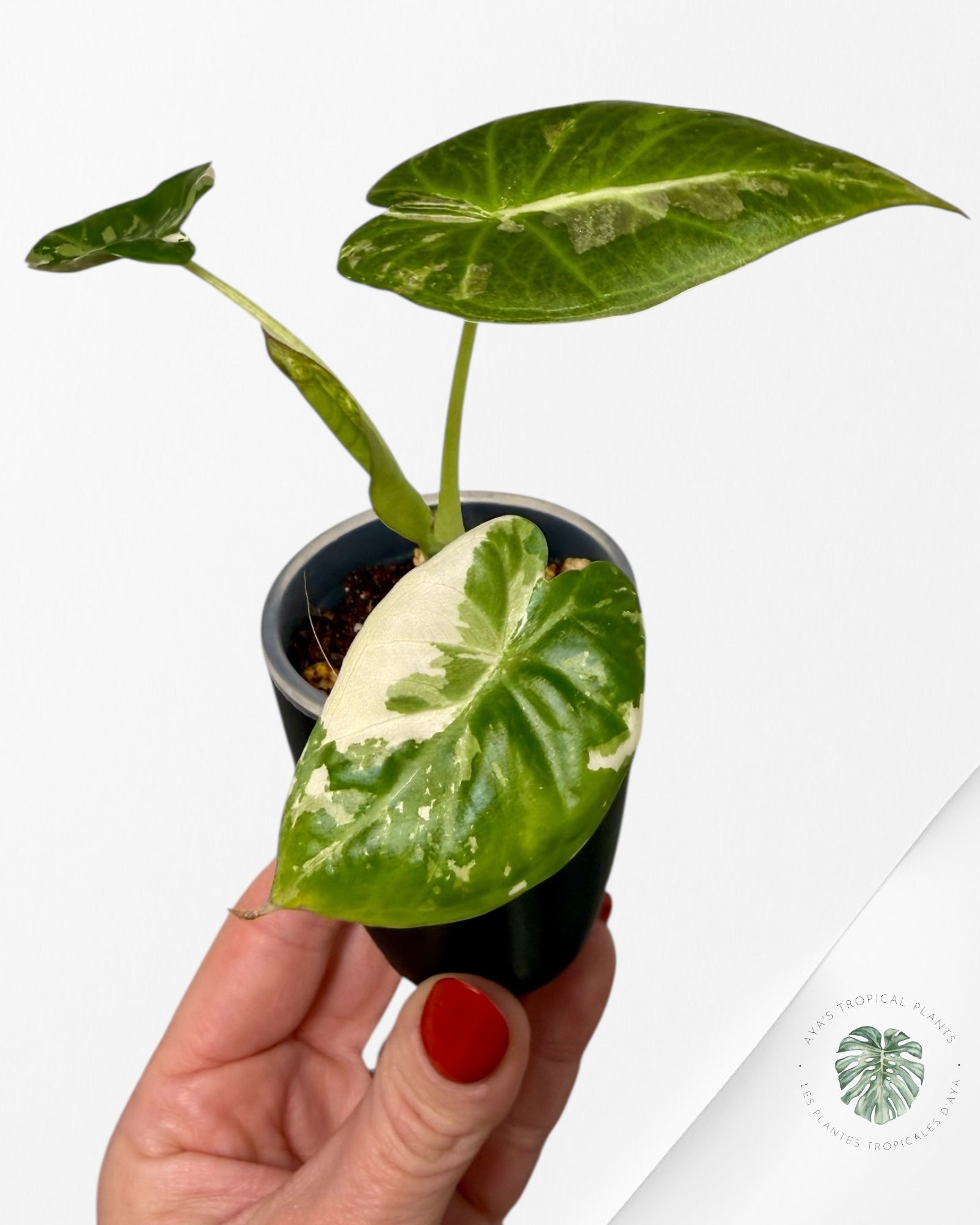 Alocasia Regal Shield Albo