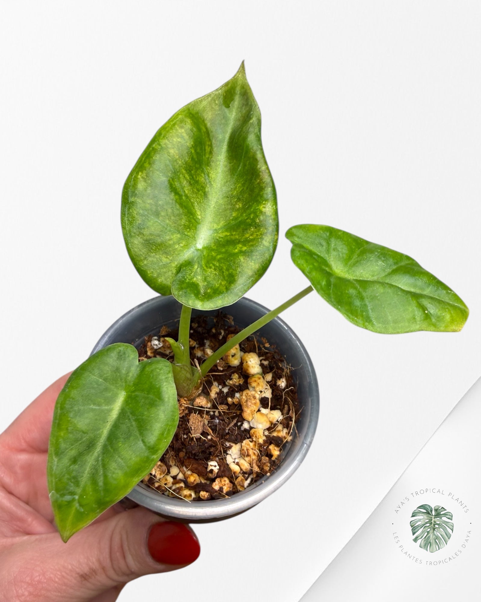 Alocasia Regal Shield Aurea Variegated