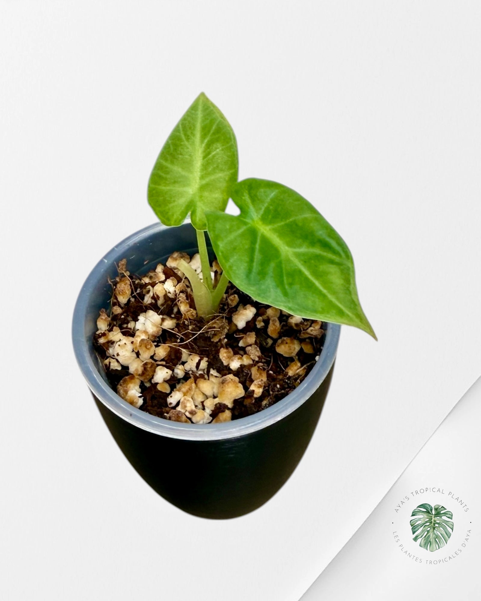 Alocasia Regal Shield Aurea Paneblée | Rare TC P en plante | Plantes tropicales d'Aya