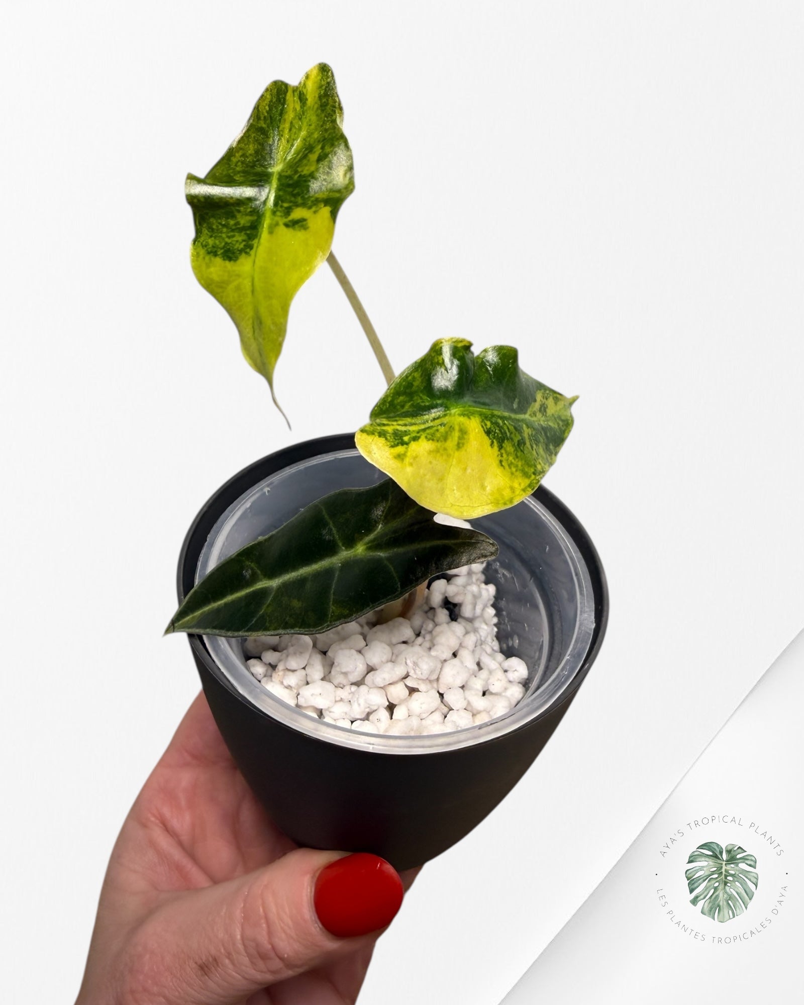 Alocasia Sanderiana ‘Bull’ Aurea Variegated