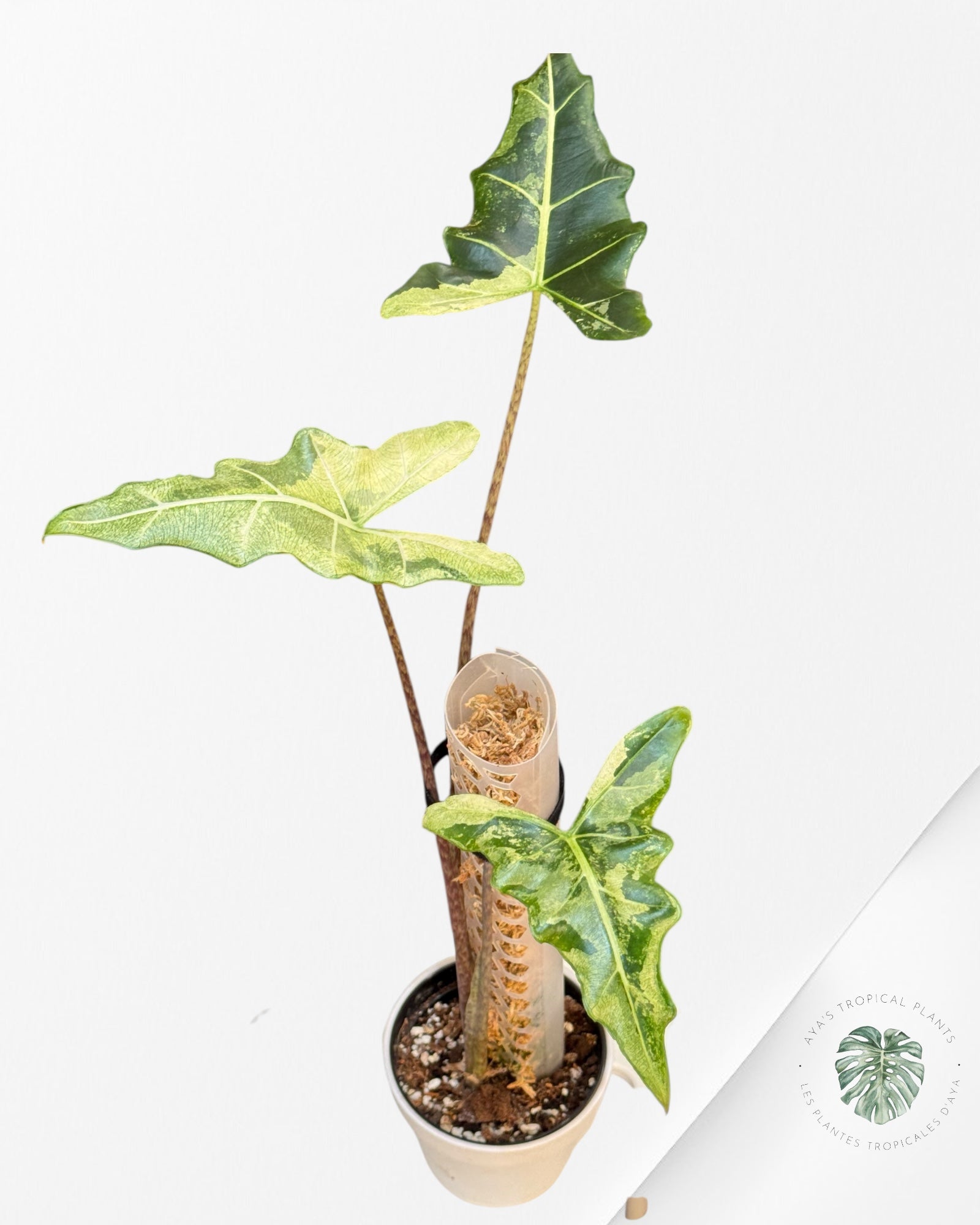 Alocasia Sarian Variegated | Rare Aroid Plant| Aya's Tropical Plants