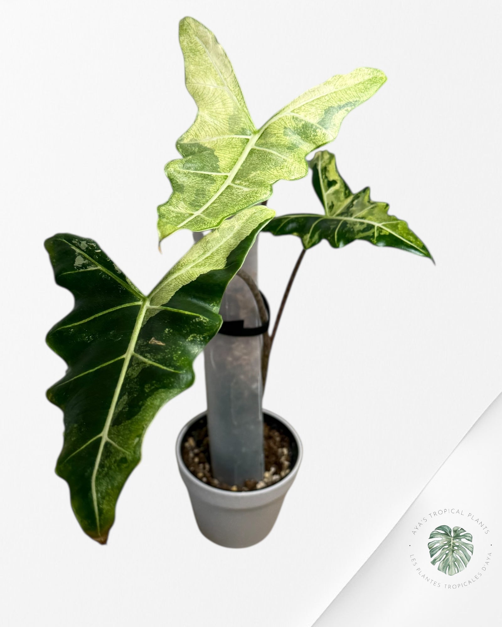 Alocasia Sarian panachée | Plante aracée rare | Plantes tropicales d'Aya