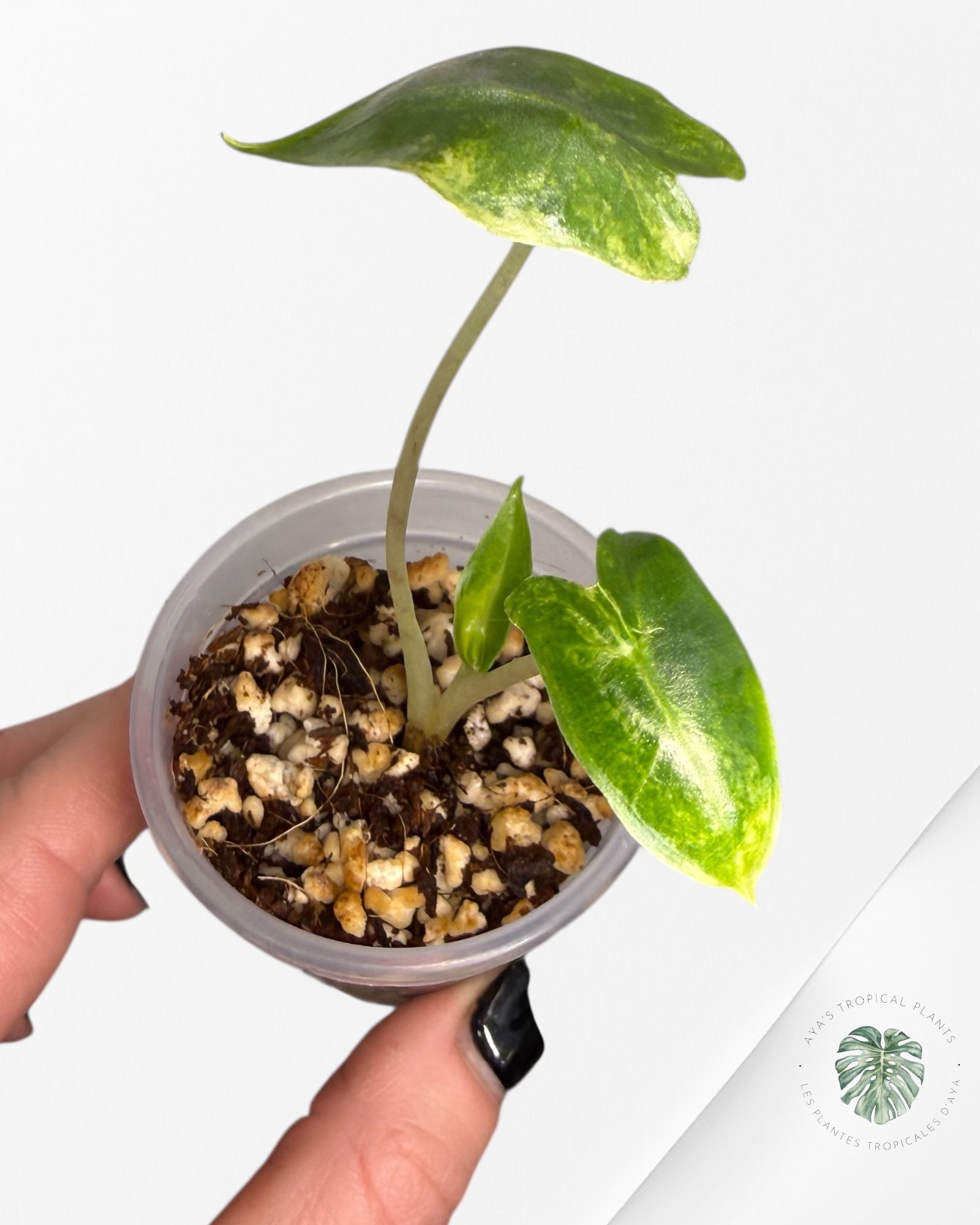 Rare varigated Alocasia