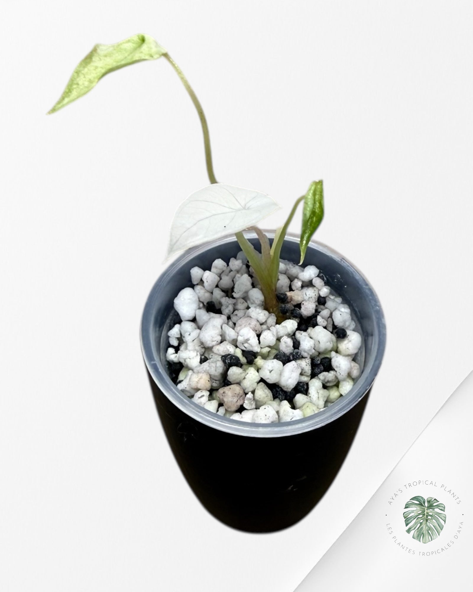 Alocasia Scalprum Albo Menthe Panachée